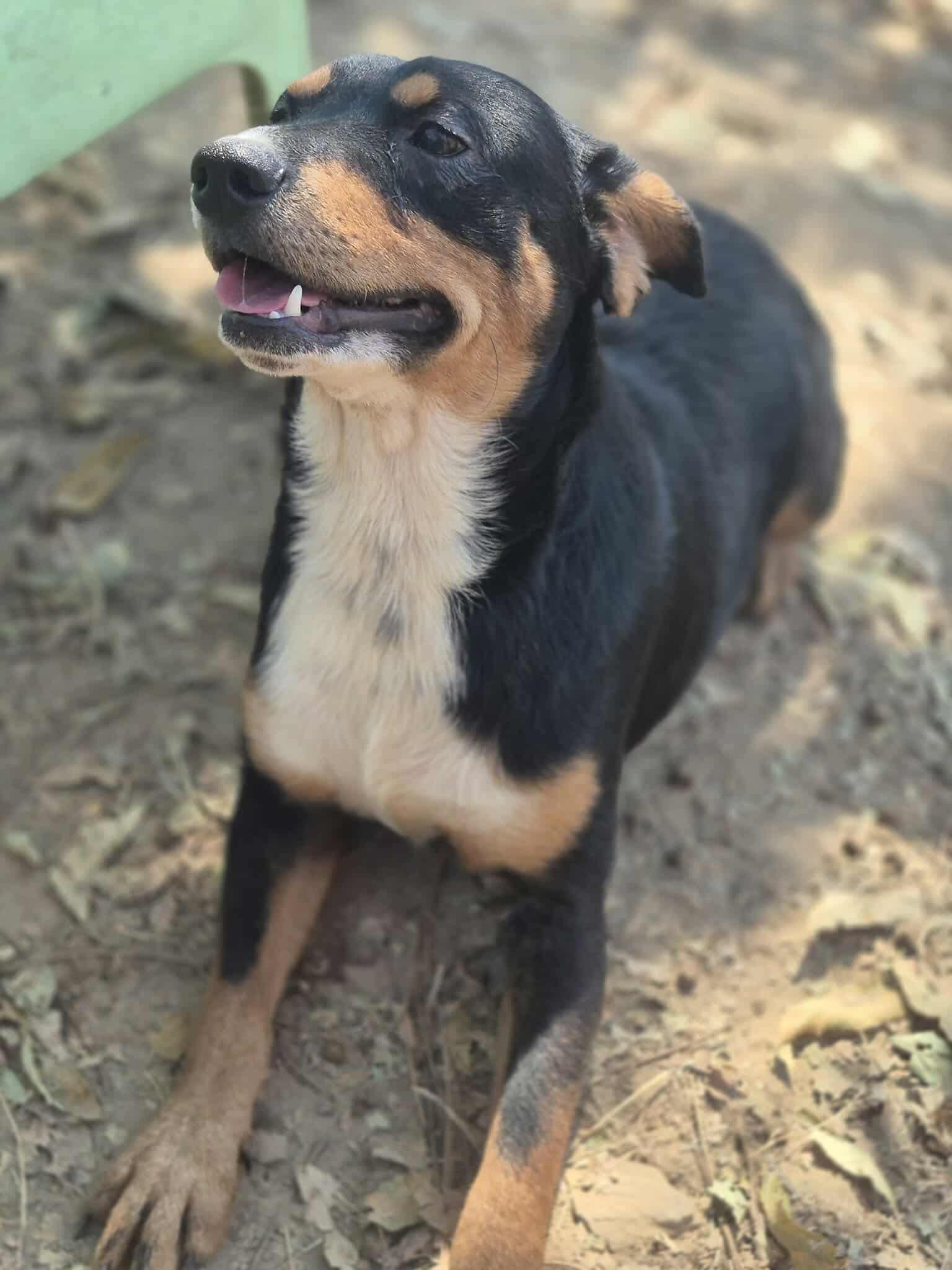 Riley, a Adoptable mixed breed in Dover, AR image 6/6