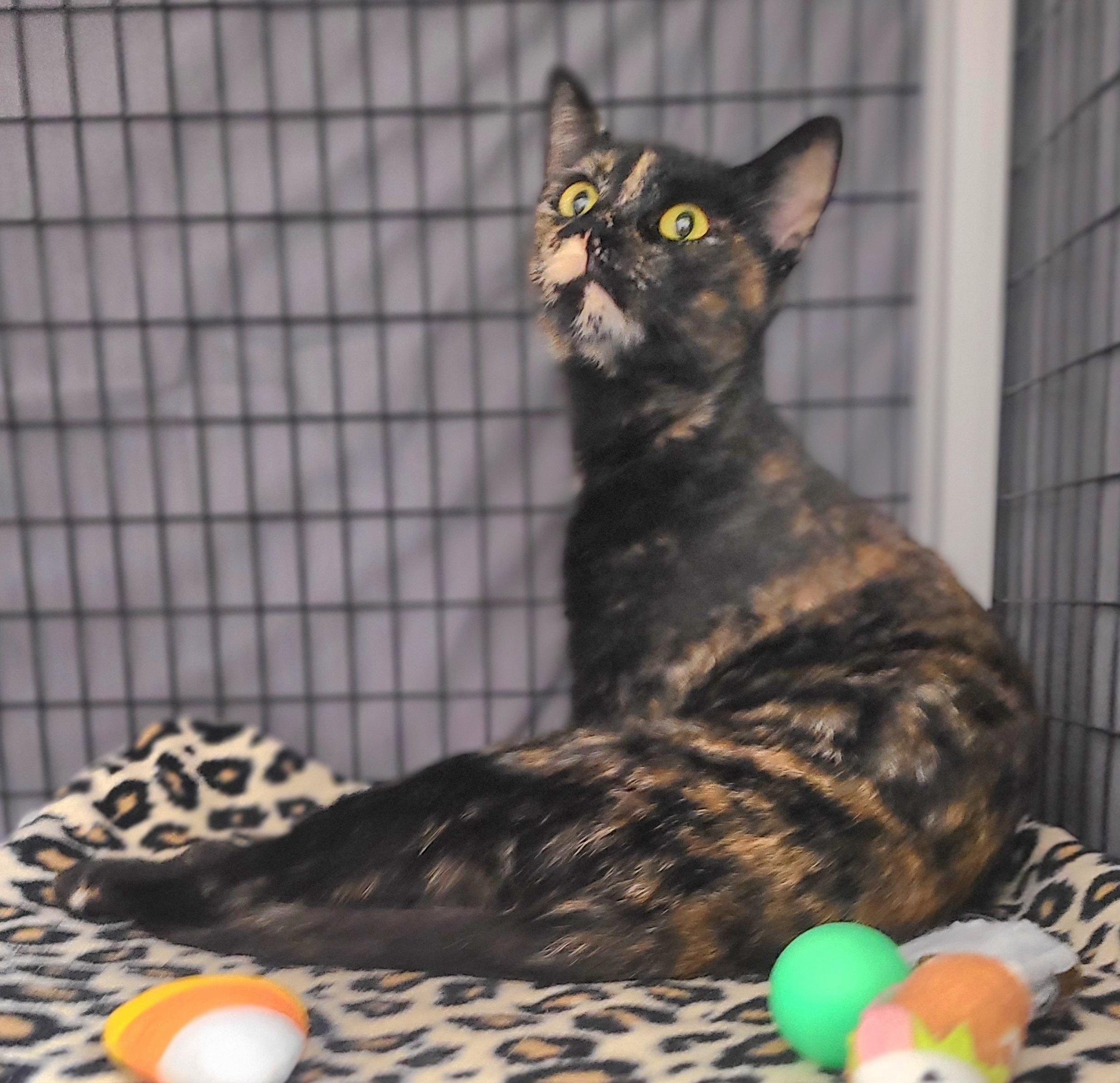 Jane, a ADOPTABLE Domestic Short Hair in Kirkland, WA image 2/2