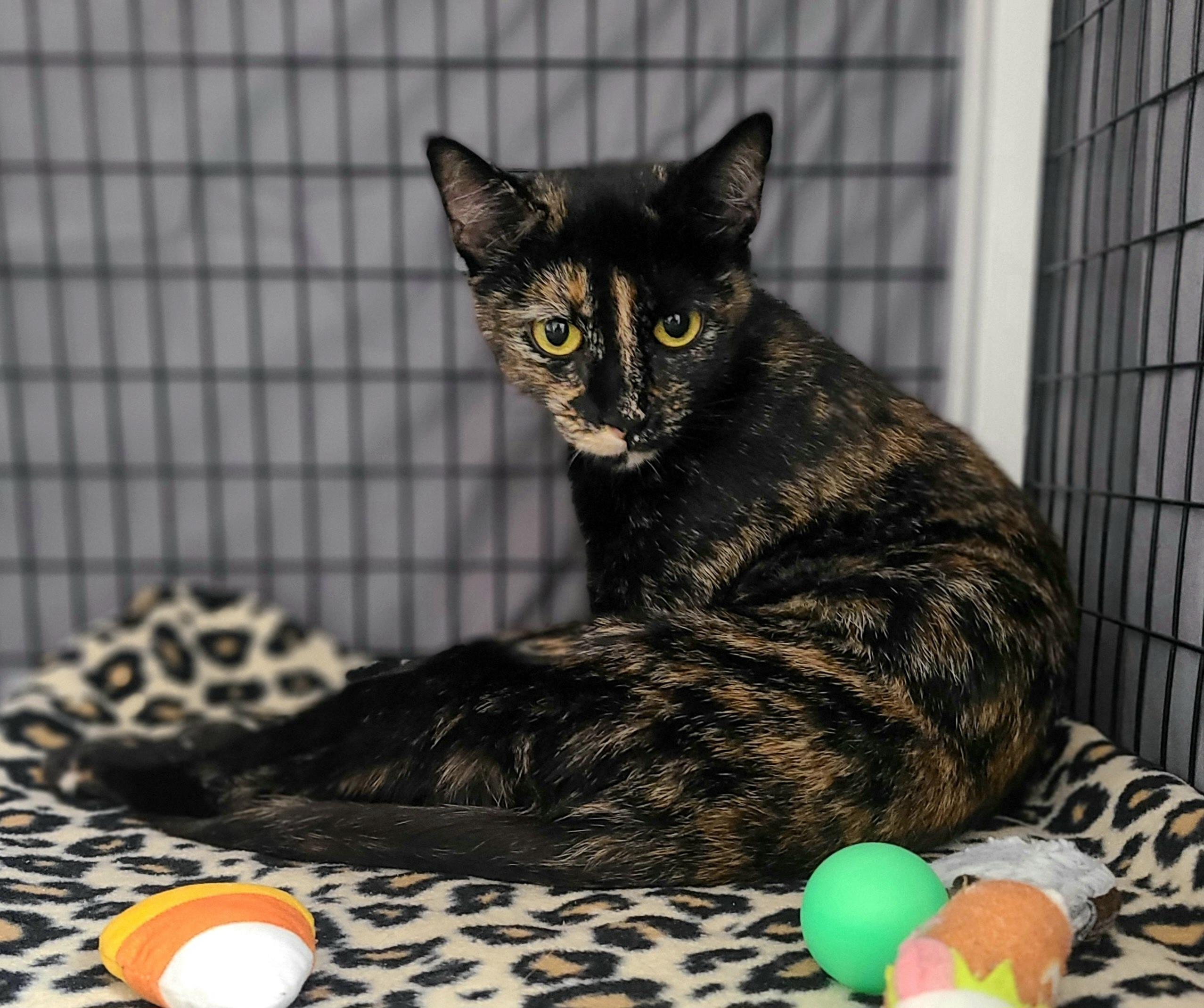 Jane, ADOPTABLE, Adult Female Domestic Short Hair.