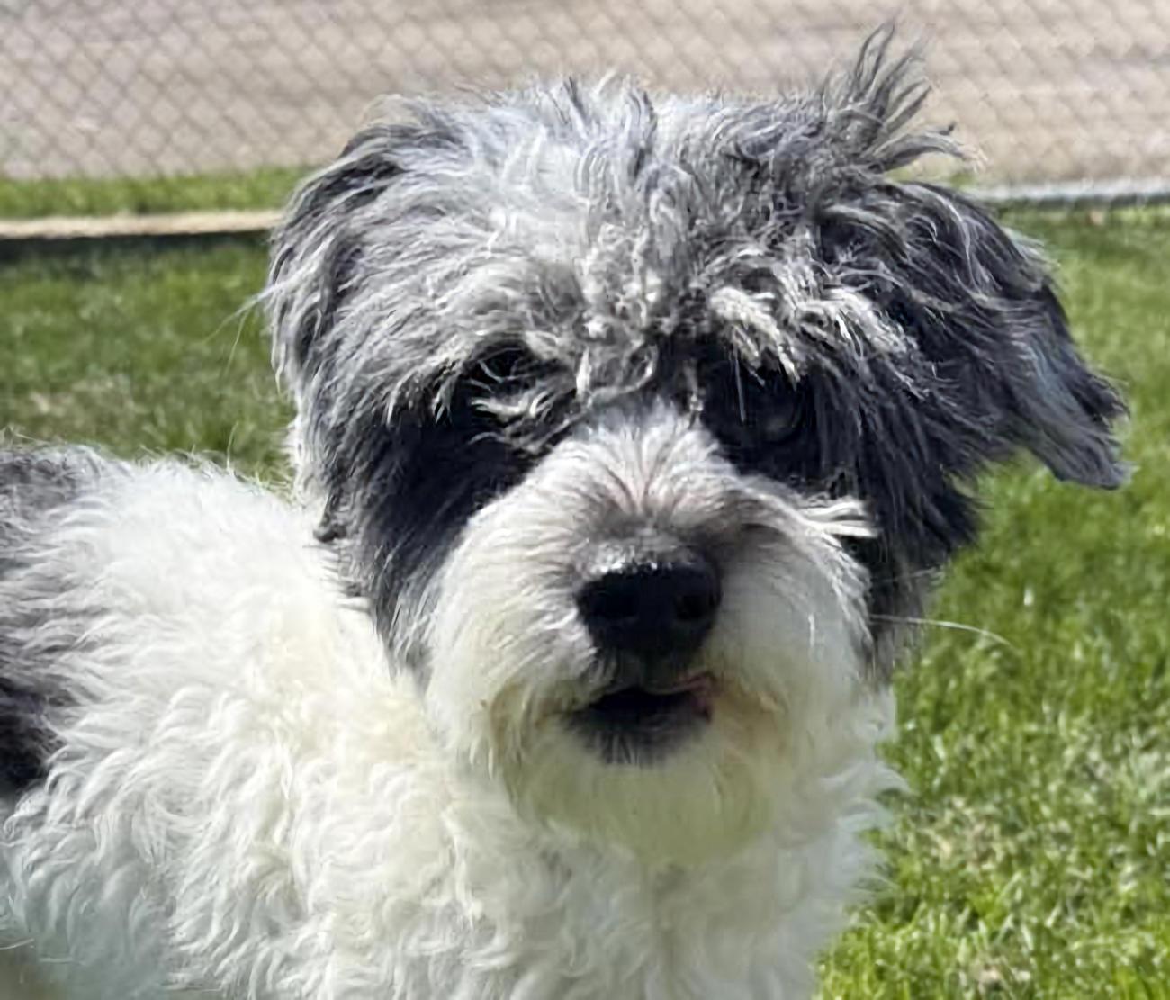 Coco, adopted, Adult Male Poodle & Shih Tzu.
