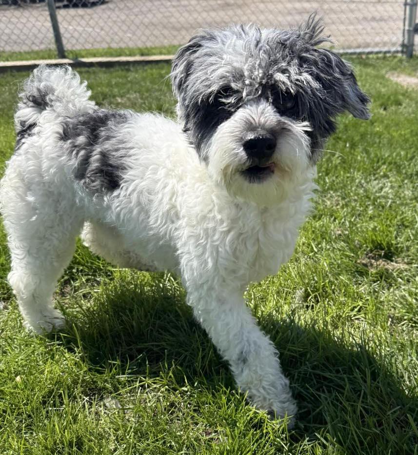 Enlarge Coco, an adopted mixed breed in Euclid, OH image 2/2