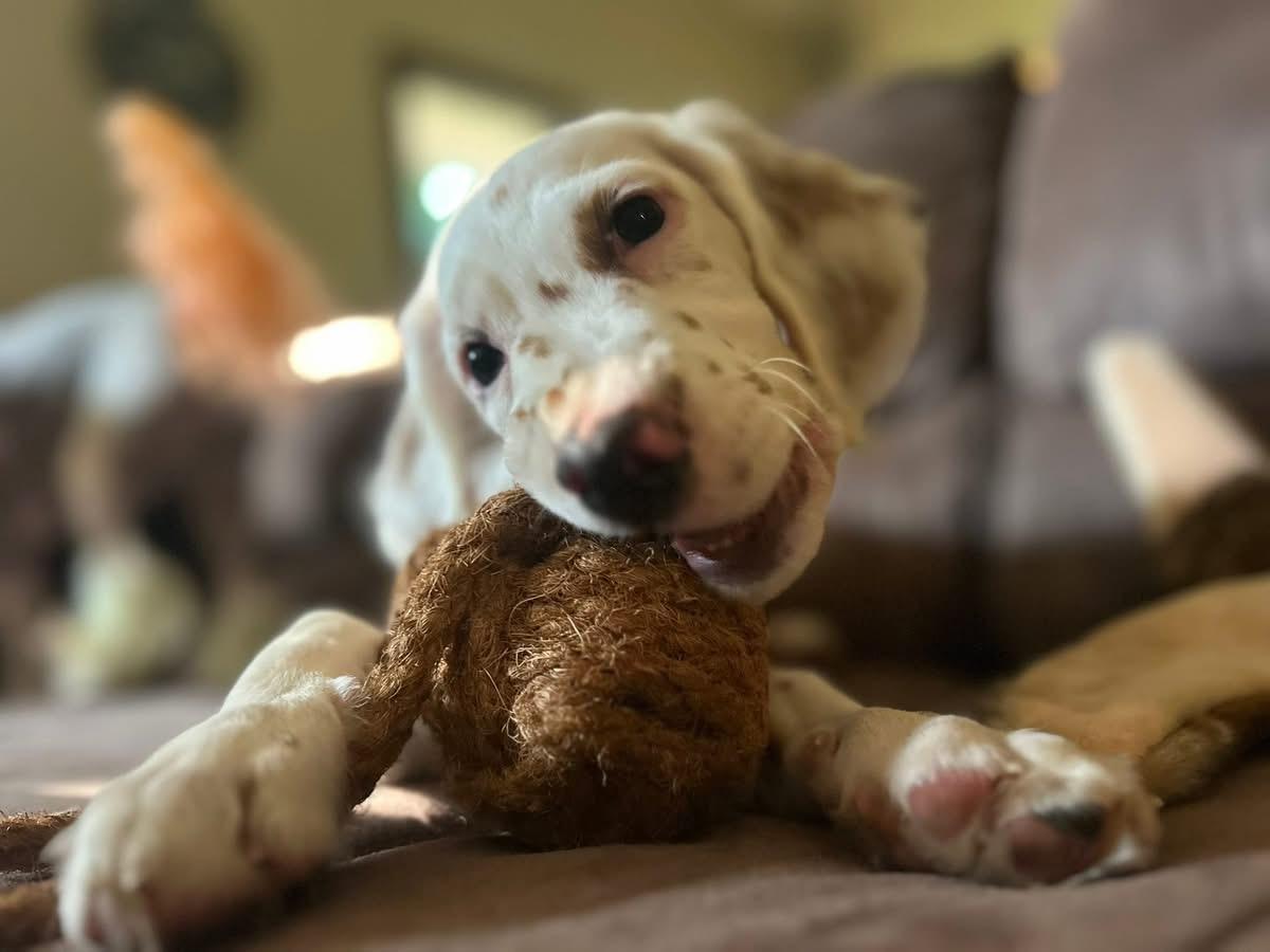 Chester