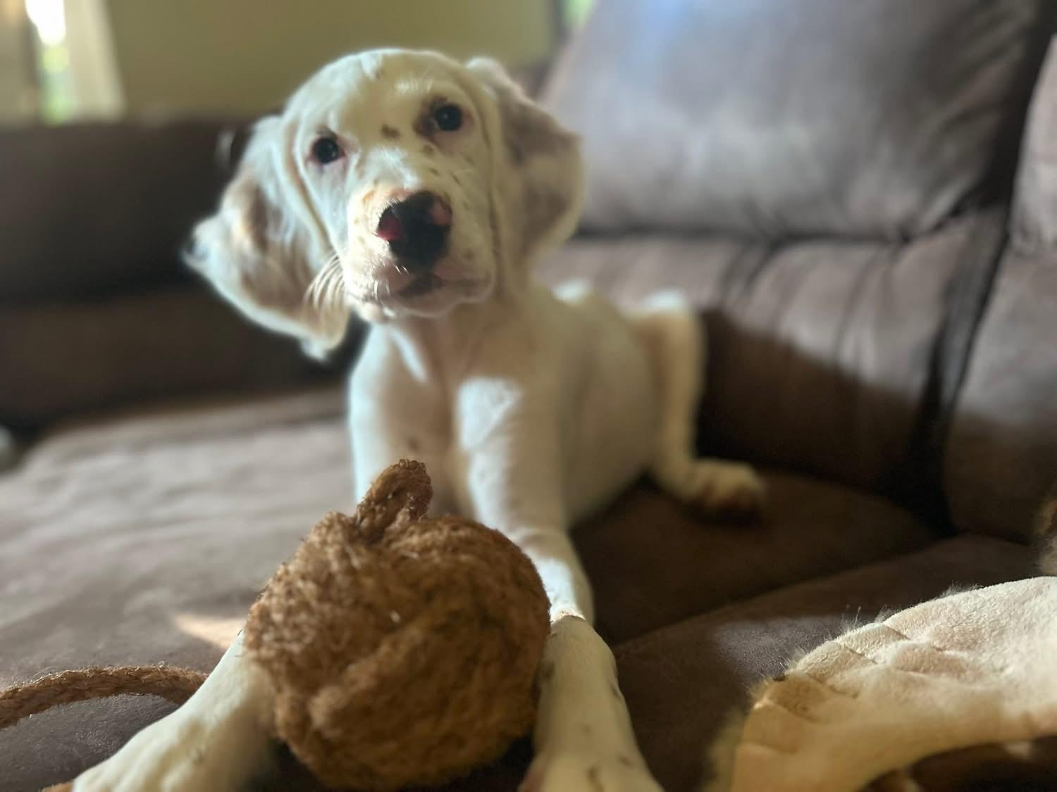 Chester