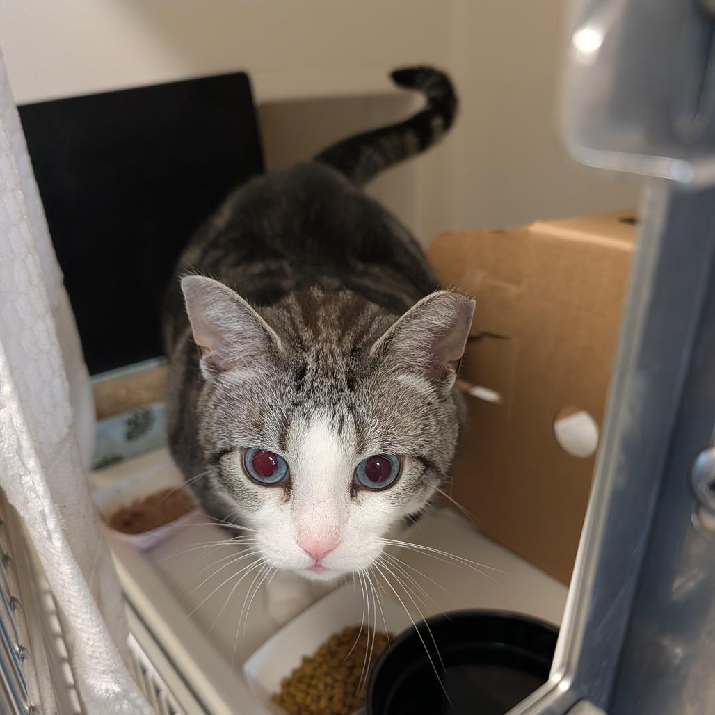Kilo, Adoptable, Adult Female Domestic Short Hair.