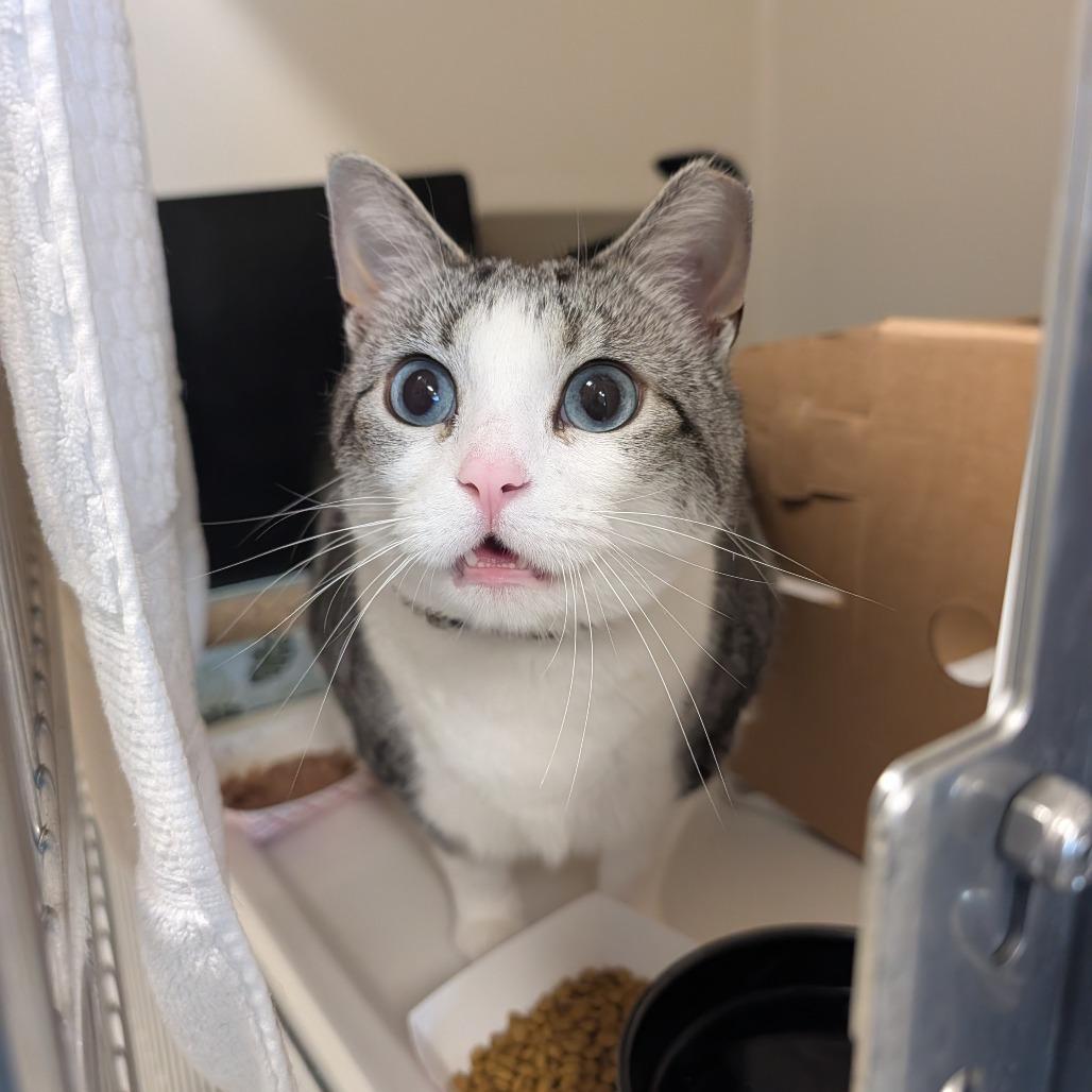 Kilo, a Adoptable Domestic Short Hair in Novelty, OH image 2/2