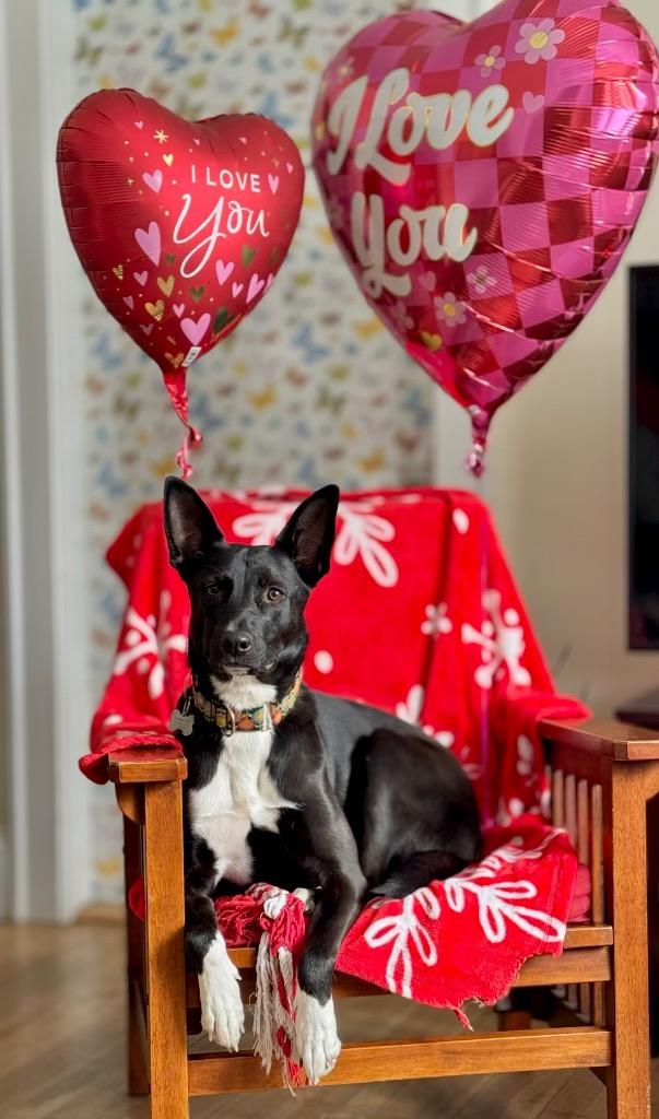 Enlarge Shelby, a Adoptable mixed breed in Princeton, MA image 2/5