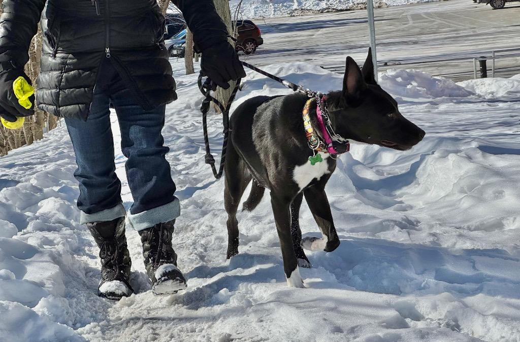 Enlarge Shelby, a Adoptable mixed breed in Princeton, MA image 3/5