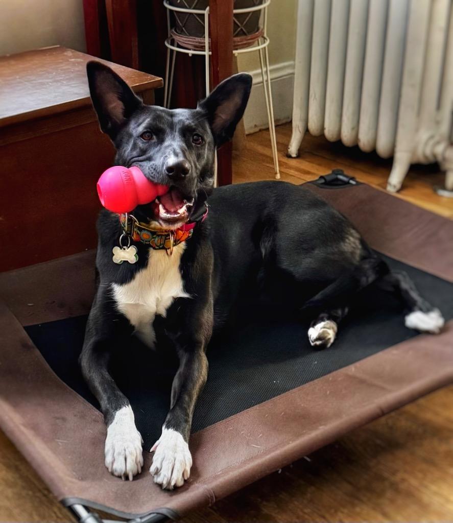 Enlarge Shelby, a Adoptable mixed breed in Princeton, MA image 4/5