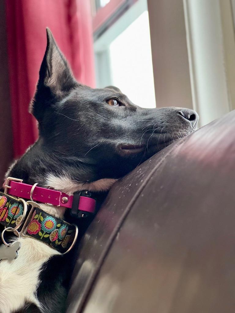 Enlarge Shelby, a Adoptable mixed breed in Princeton, MA image 5/5