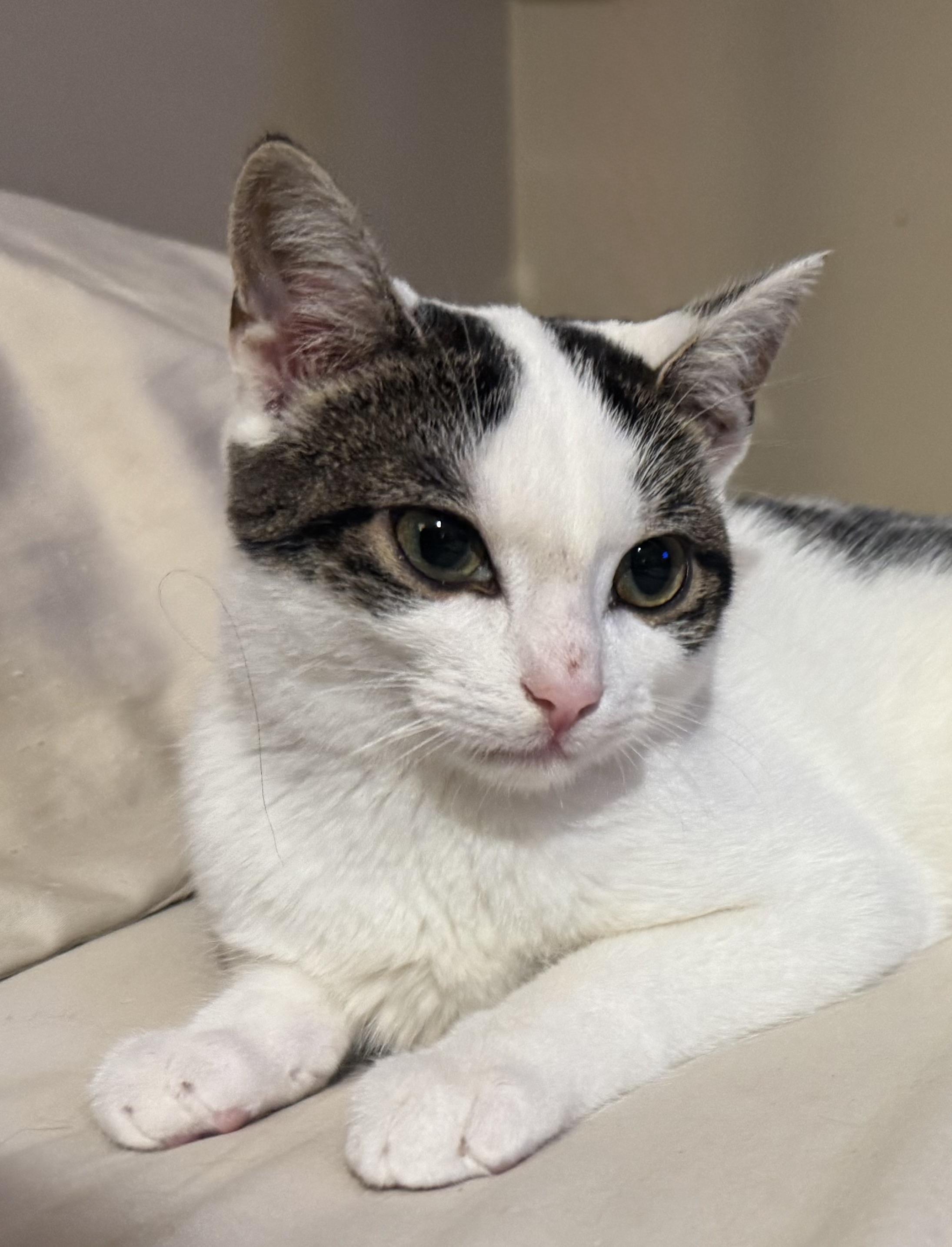 Enlarge Nori, a Adoptable Domestic Short Hair in Pickering, ON image 1/2