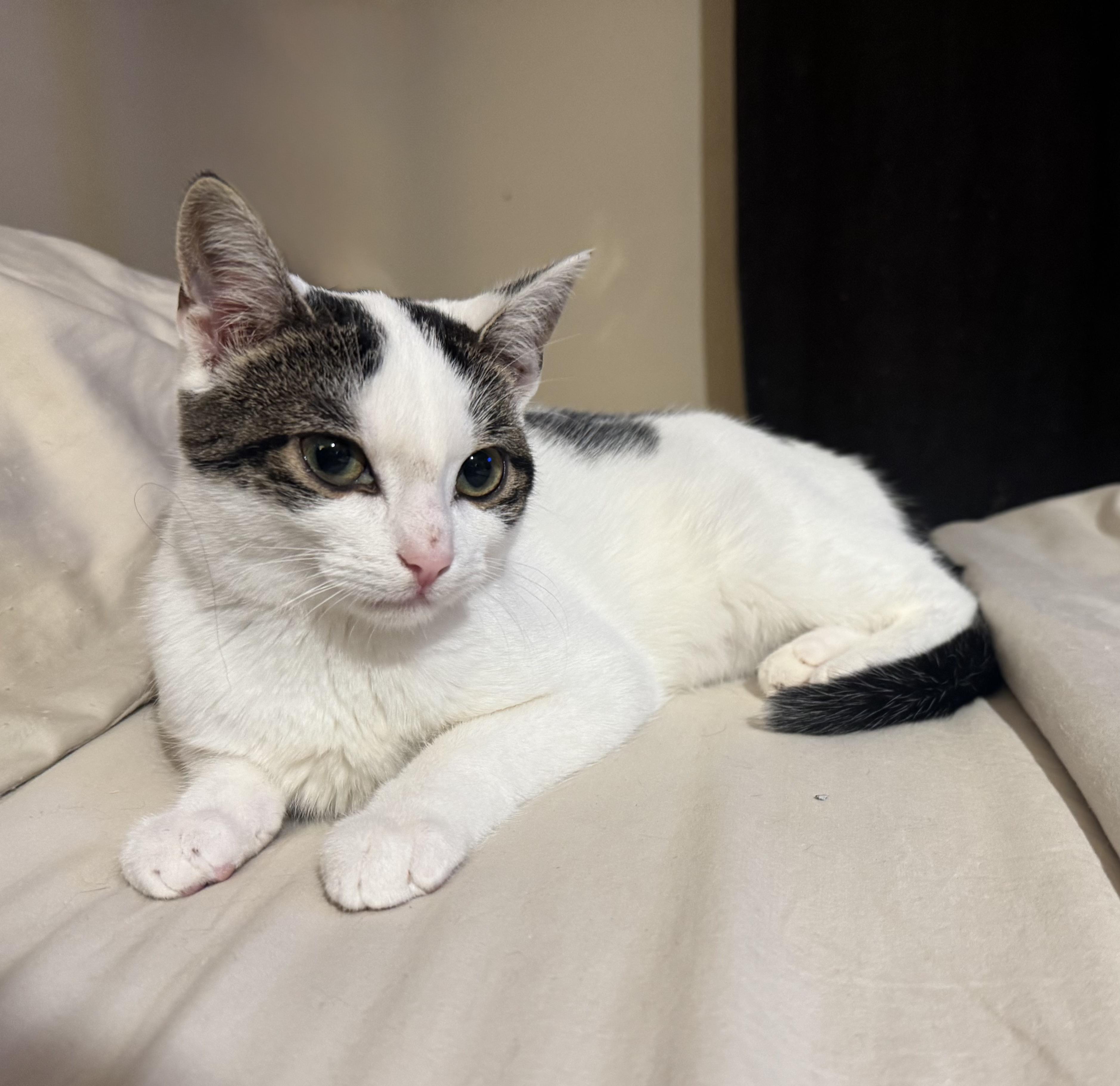 Enlarge Nori, a Adoptable Domestic Short Hair in Pickering, ON image 2/2