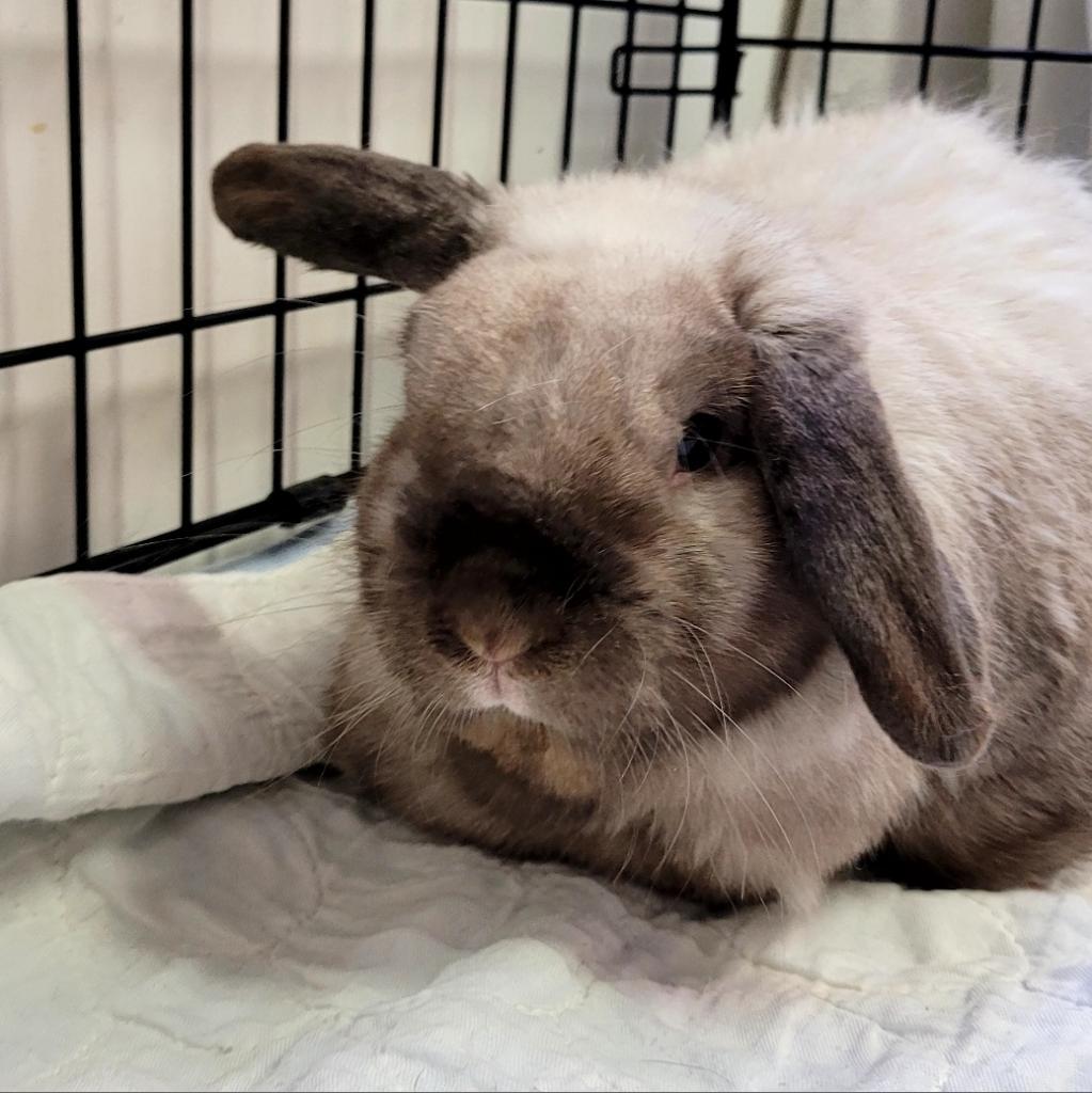 Enlarge Stormy, a Adoptable mixed breed in Hinesville, GA image 1/3