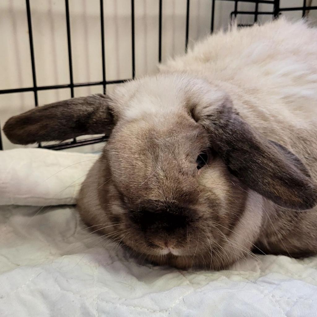 Enlarge Stormy, a Adoptable mixed breed in Hinesville, GA image 2/3