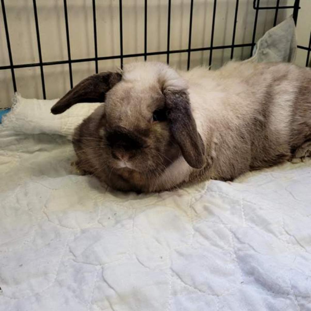 Stormy, Adoptable, Adult Male Bunny Rabbit & Rabbit, DomesticMix.