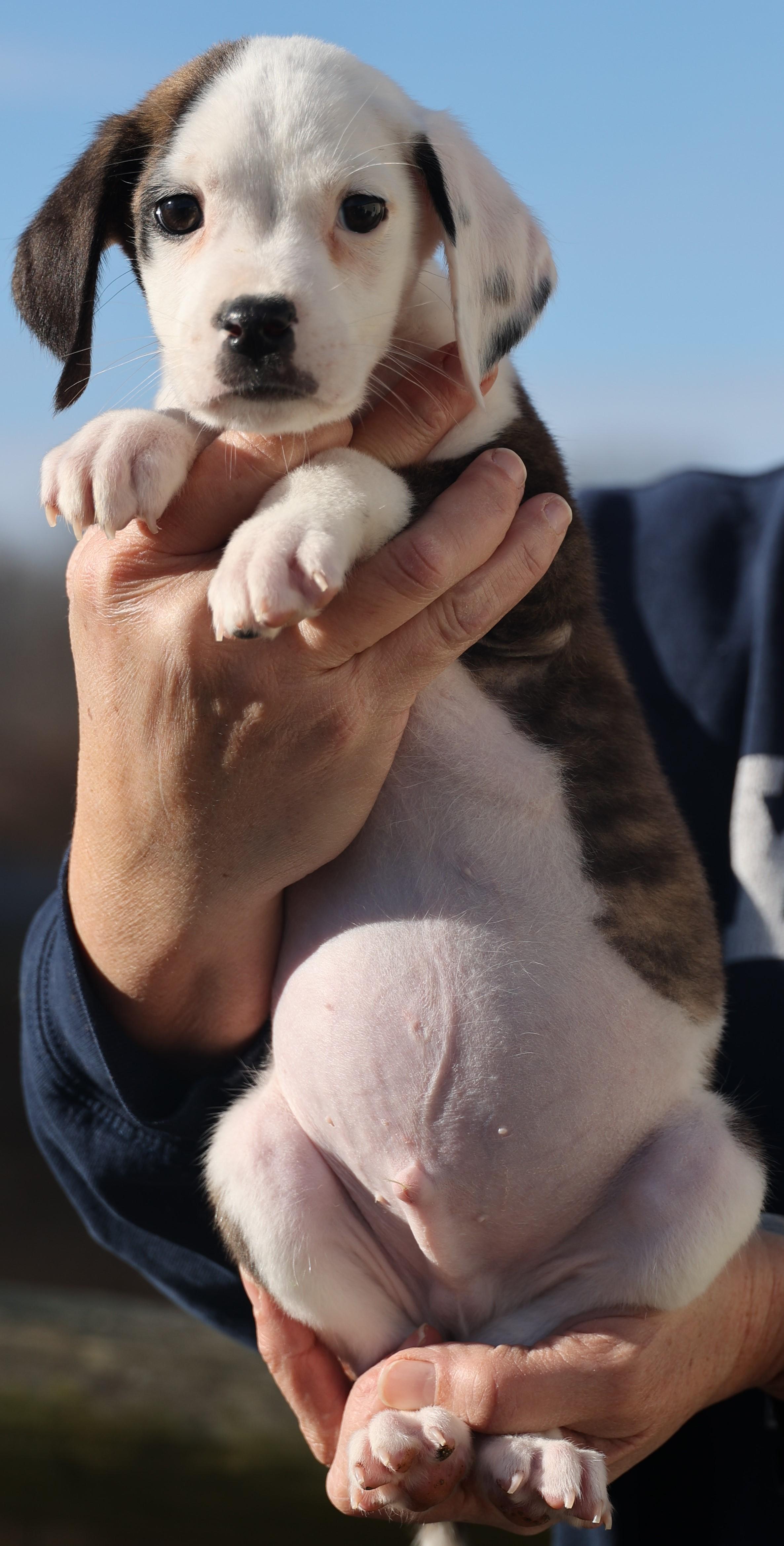 Enlarge Donnie-Available-www.lhar.dog to apply, an adoptable mixed breed in Frederick, MD image 5/6