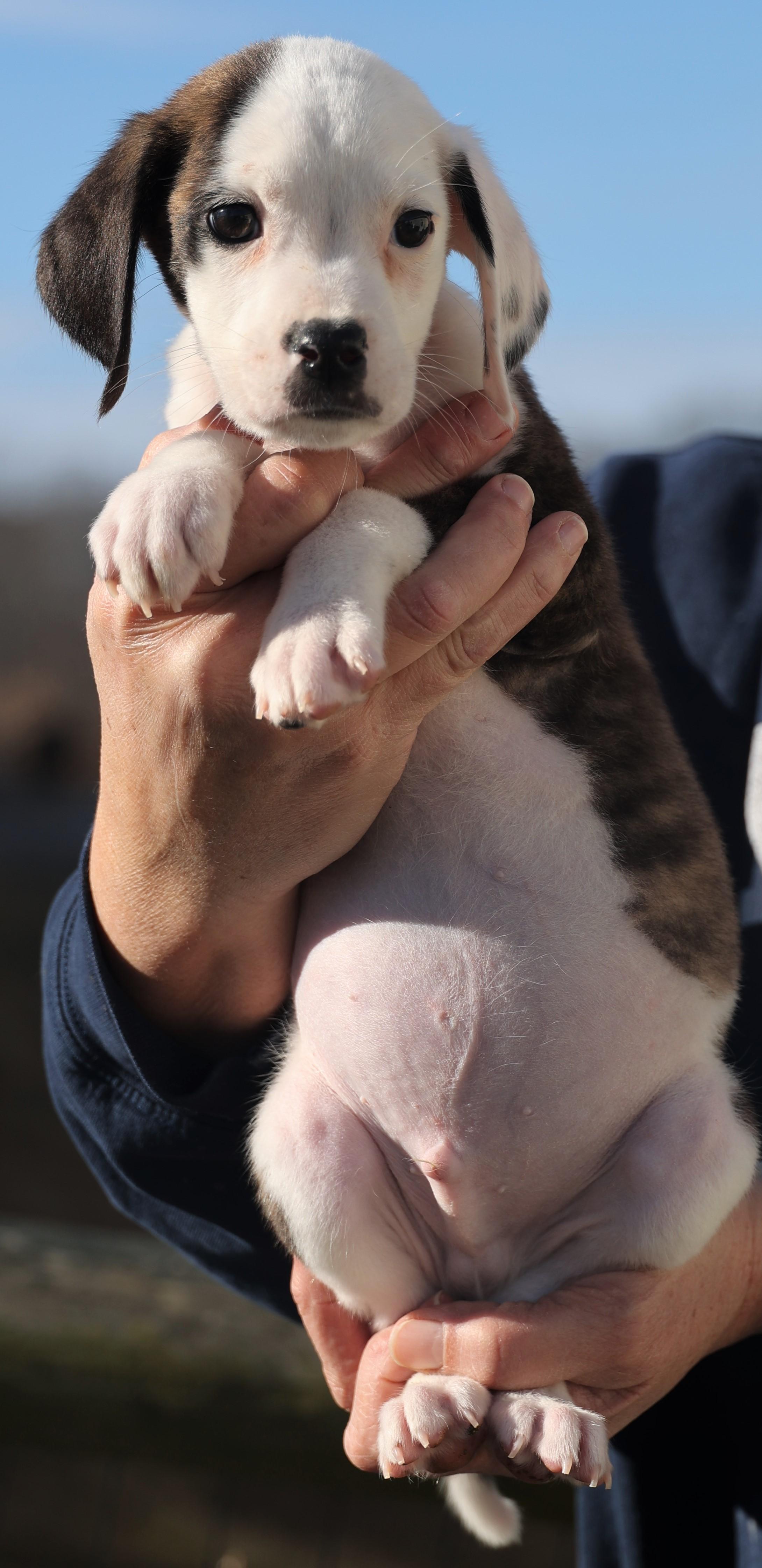 Enlarge Donnie-Available-www.lhar.dog to apply, an adoptable mixed breed in Frederick, MD image 3/6