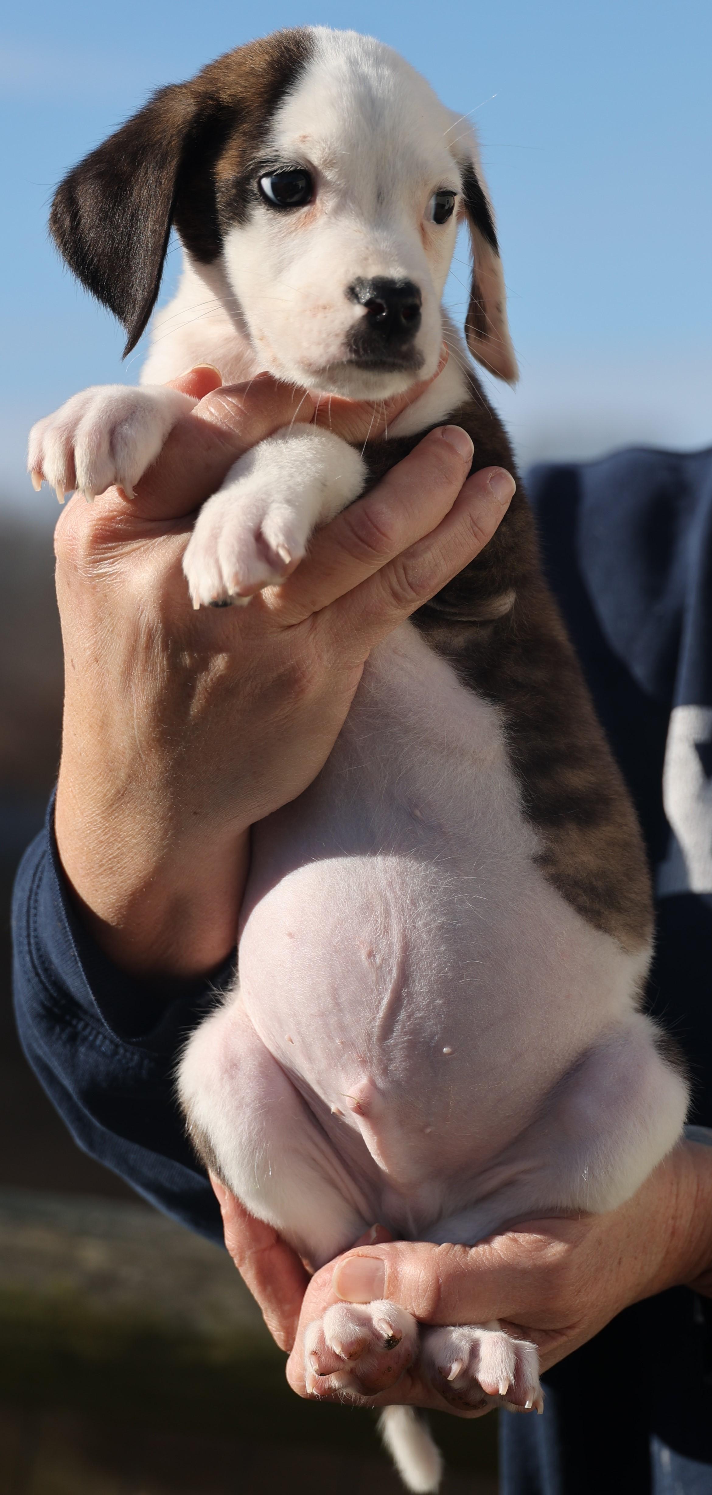 Enlarge Donnie-Available-www.lhar.dog to apply, an adoptable mixed breed in Frederick, MD image 6/6