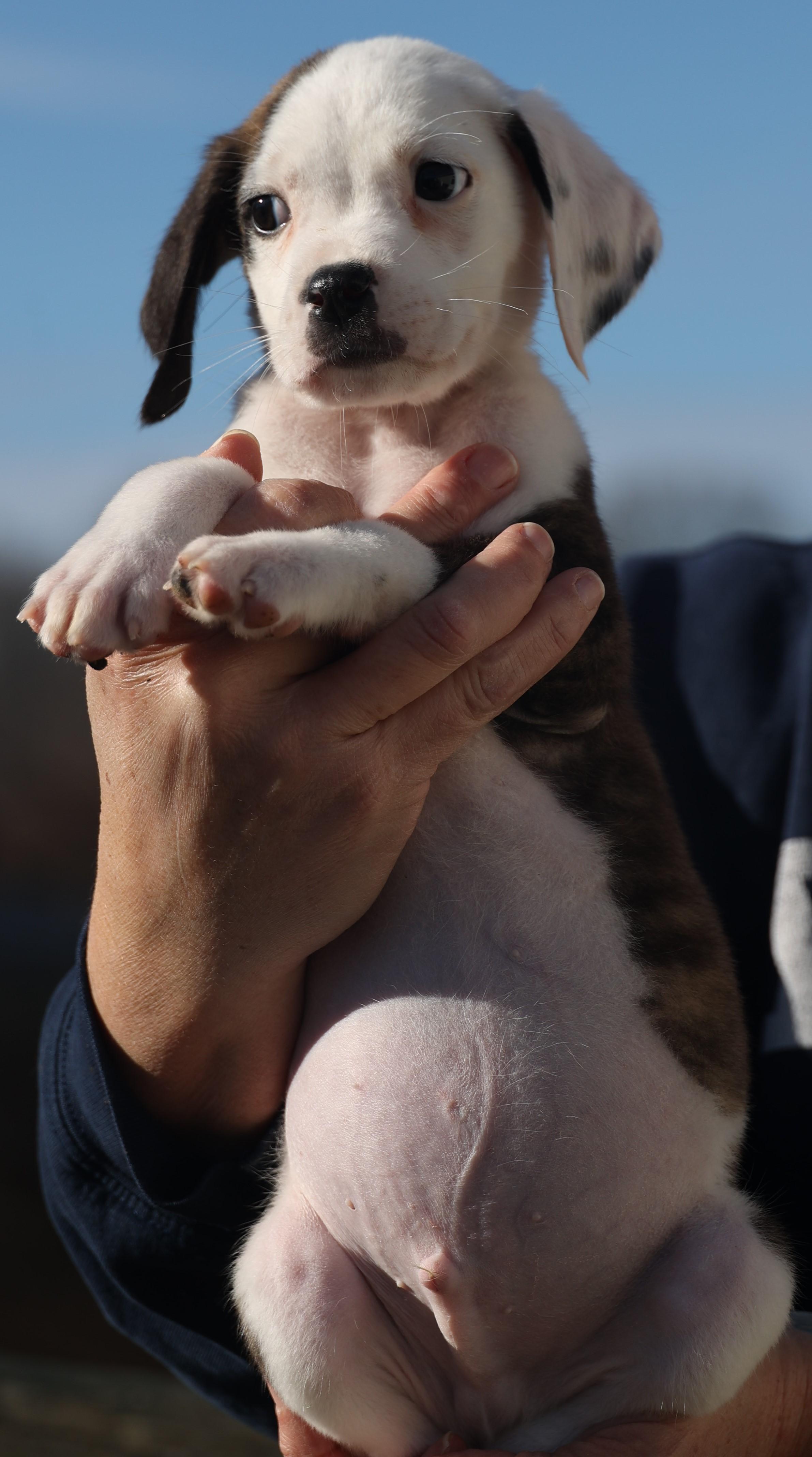 Enlarge Donnie-Available-www.lhar.dog to apply, an adoptable mixed breed in Frederick, MD image 4/6