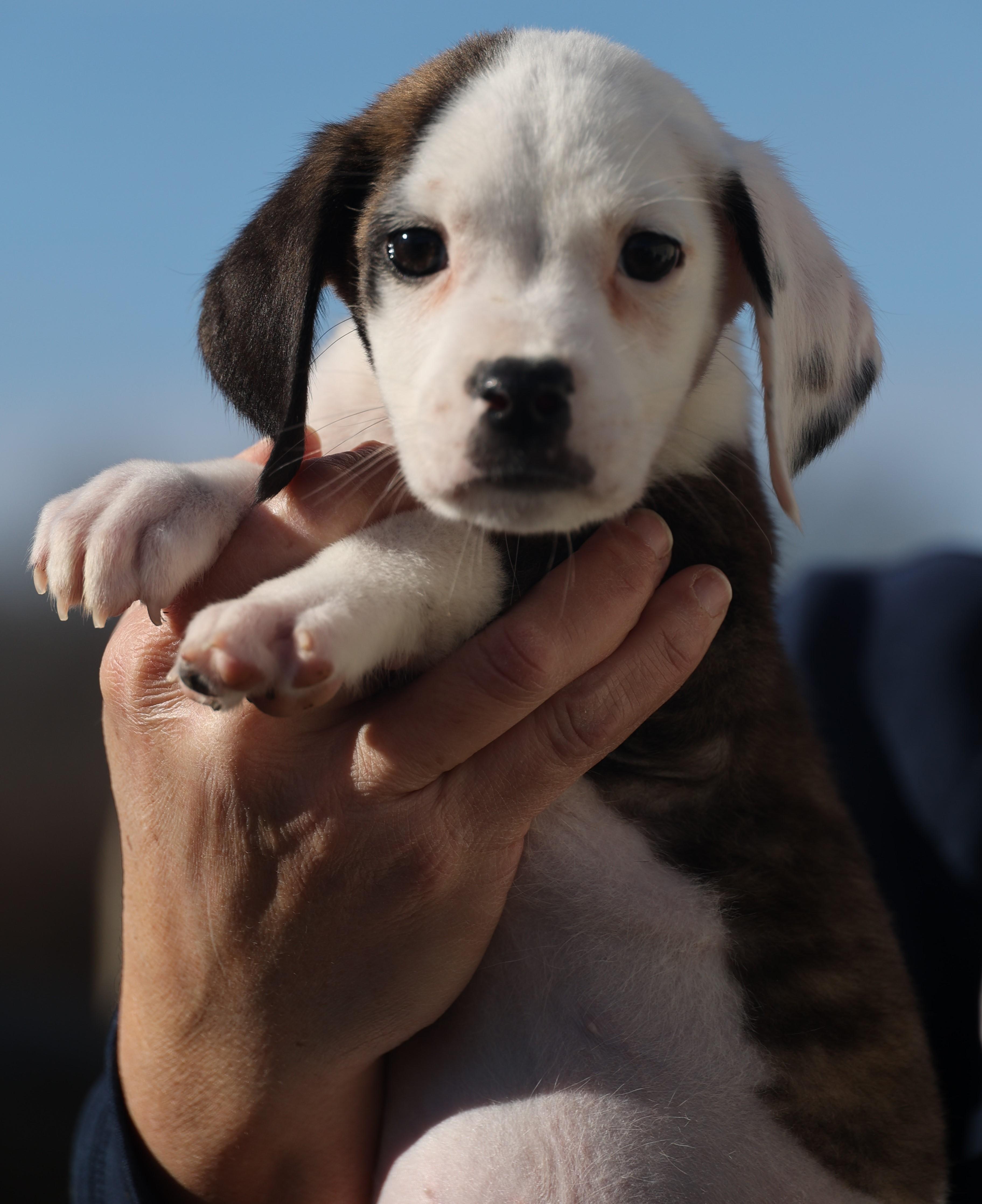 Enlarge Donnie-Available-www.lhar.dog to apply, an adoptable mixed breed in Frederick, MD image 2/6