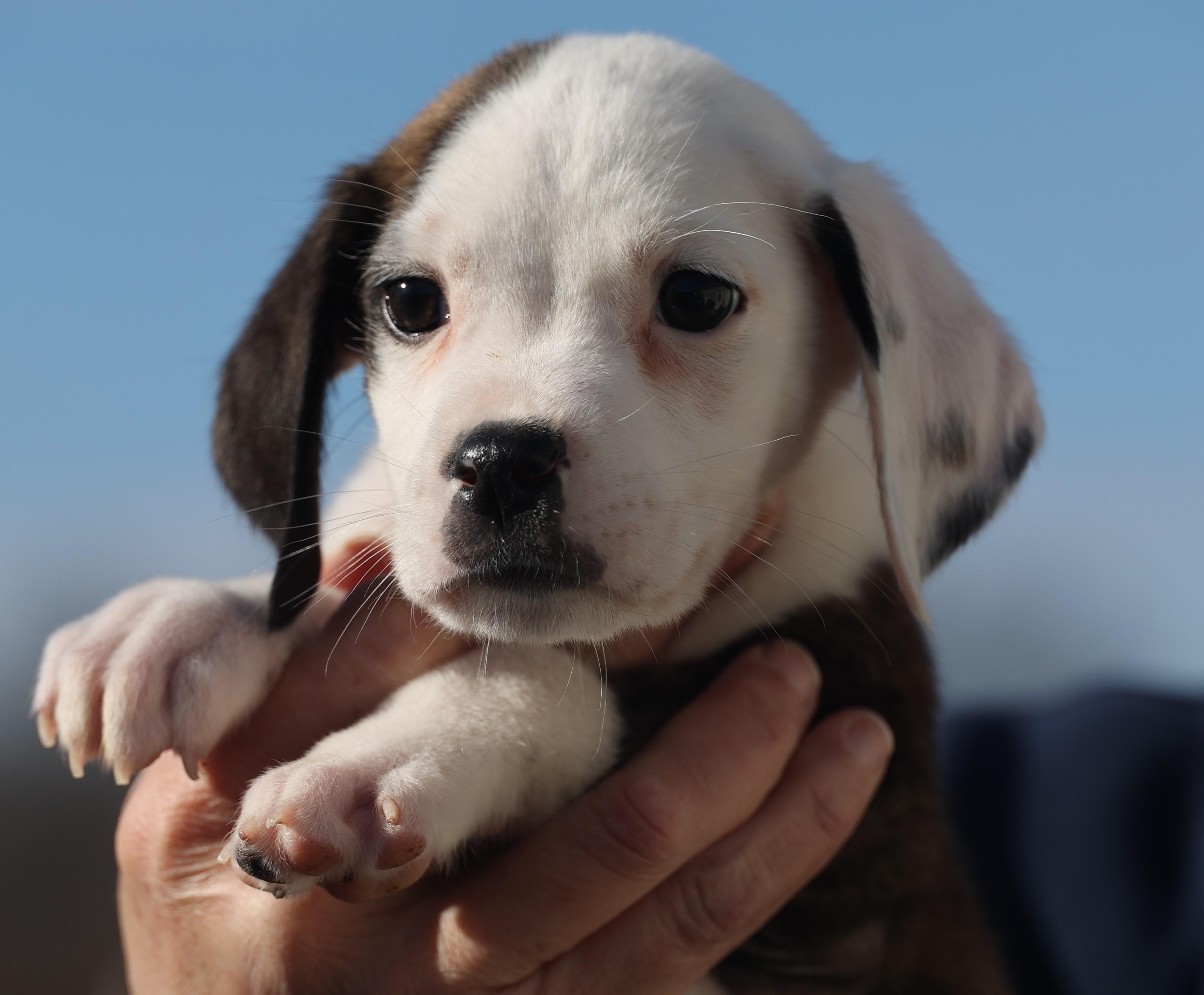 Enlarge Donnie-Available-www.lhar.dog to apply, an adoptable mixed breed in Frederick, MD image 1/6