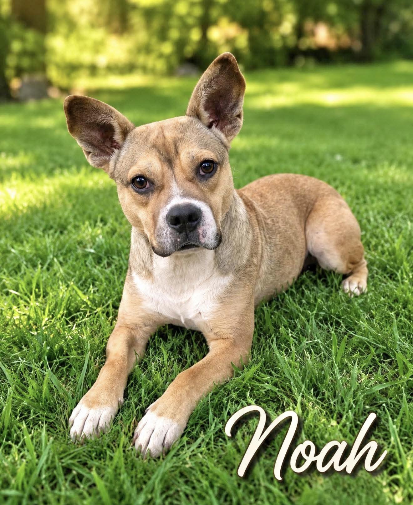Noah photo