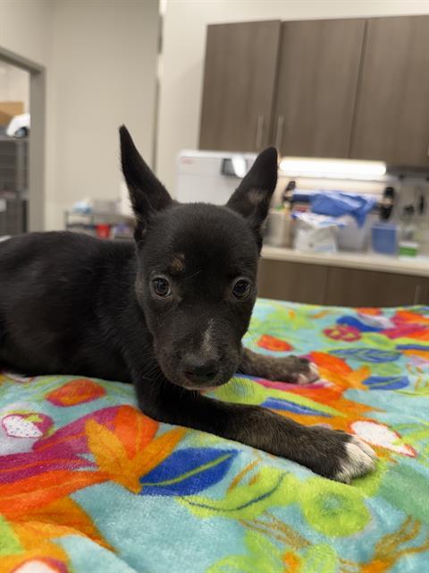 BARBACOA, Adoptable, Puppy Female German Shepherd Dog.