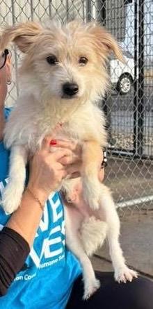 Enlarge Ruger, a Adopted Terrier in Huntington, IN image 1/1