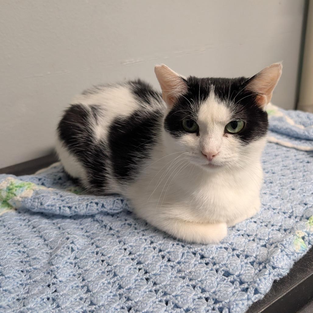 Lily, Adoptable, Adult Female Domestic Short Hair.