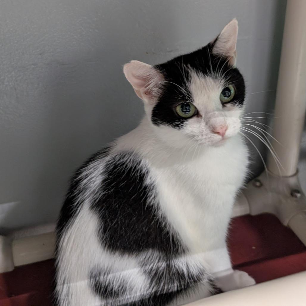 Lily, Adoptable, Adult Female Domestic Short Hair.