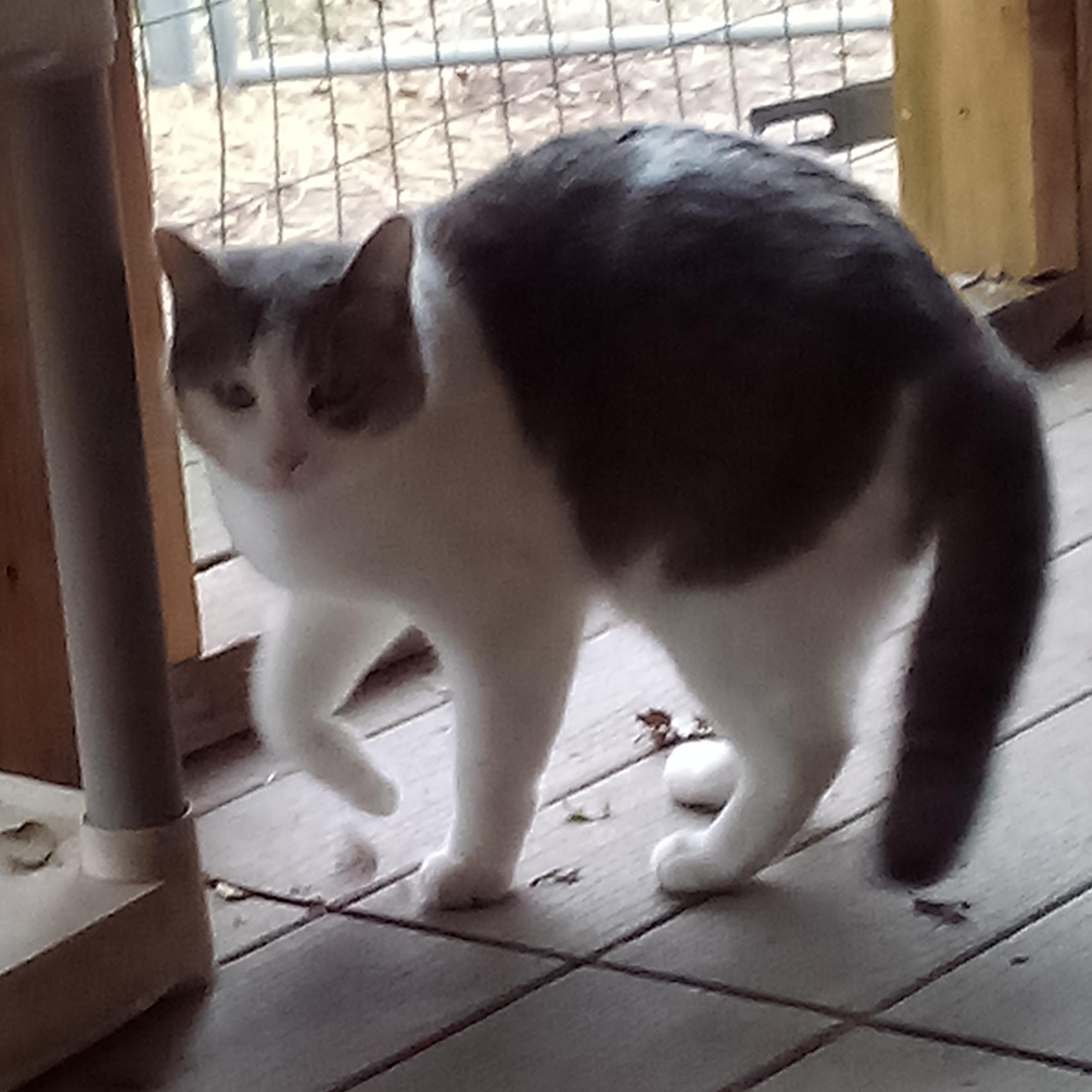 LACEY, a Adoptable mixed breed in Andover, KS image 2/3