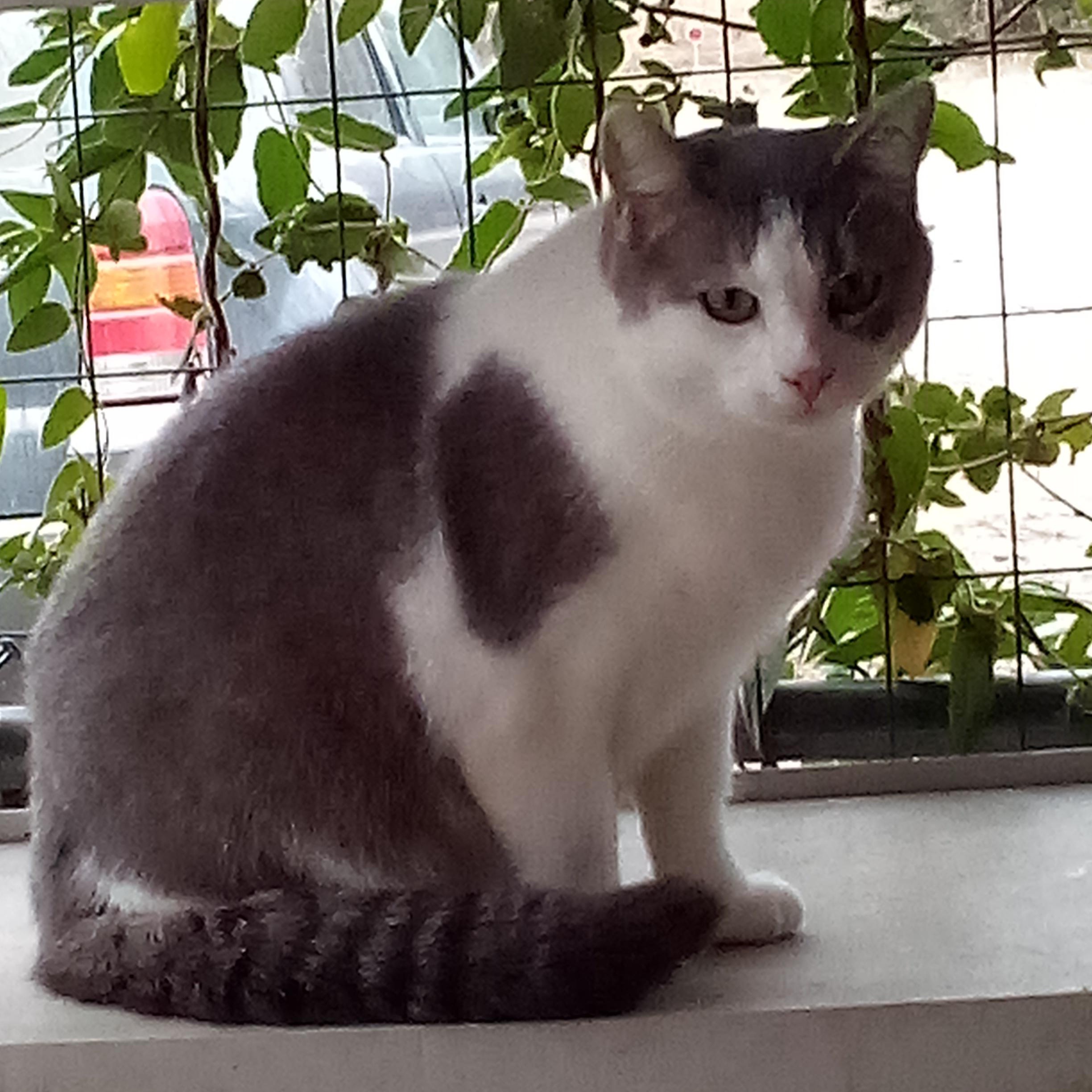 LACEY, a Adoptable mixed breed in Andover, KS image 1/3