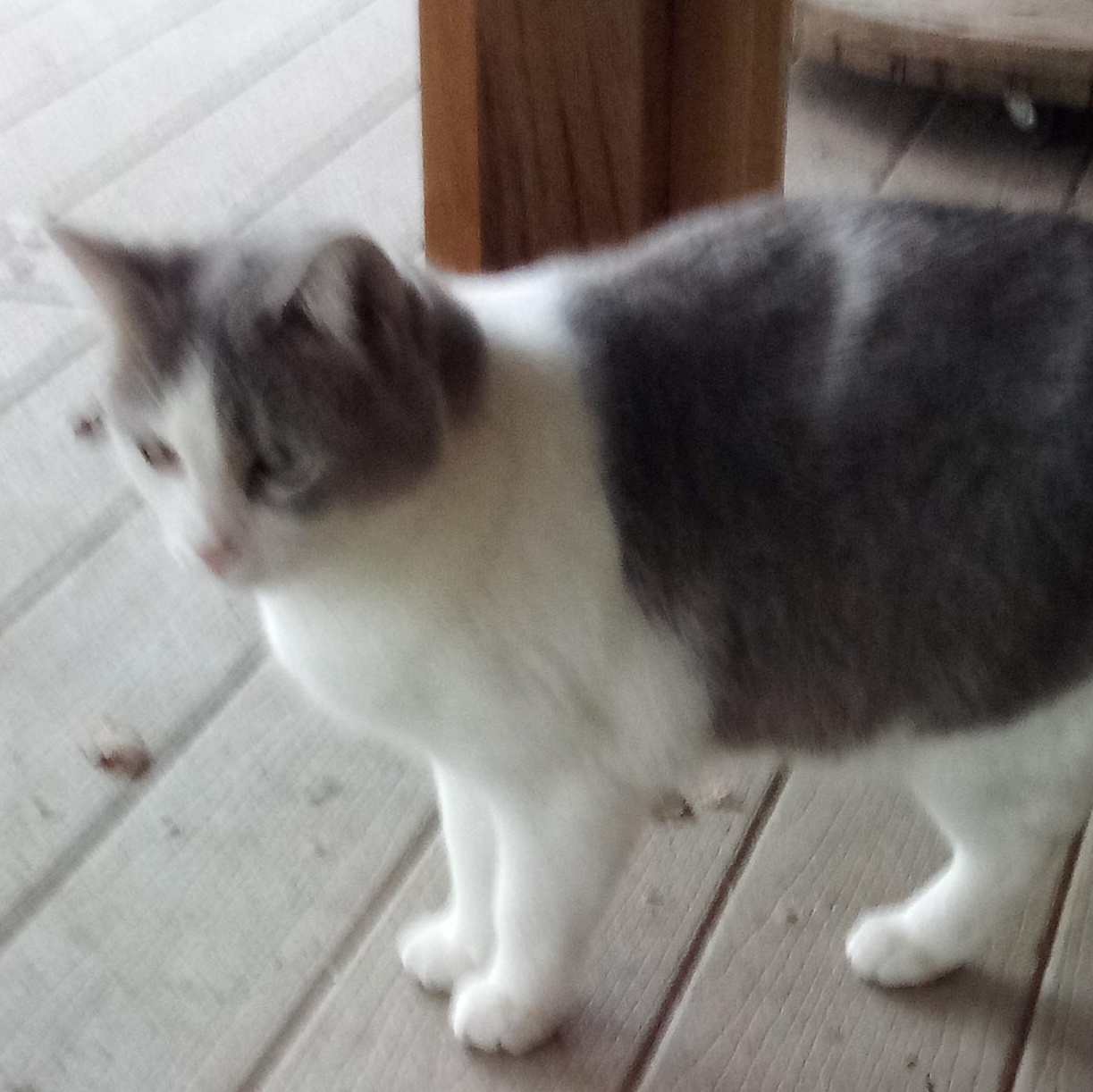 LACEY, a Adoptable mixed breed in Andover, KS image 3/3