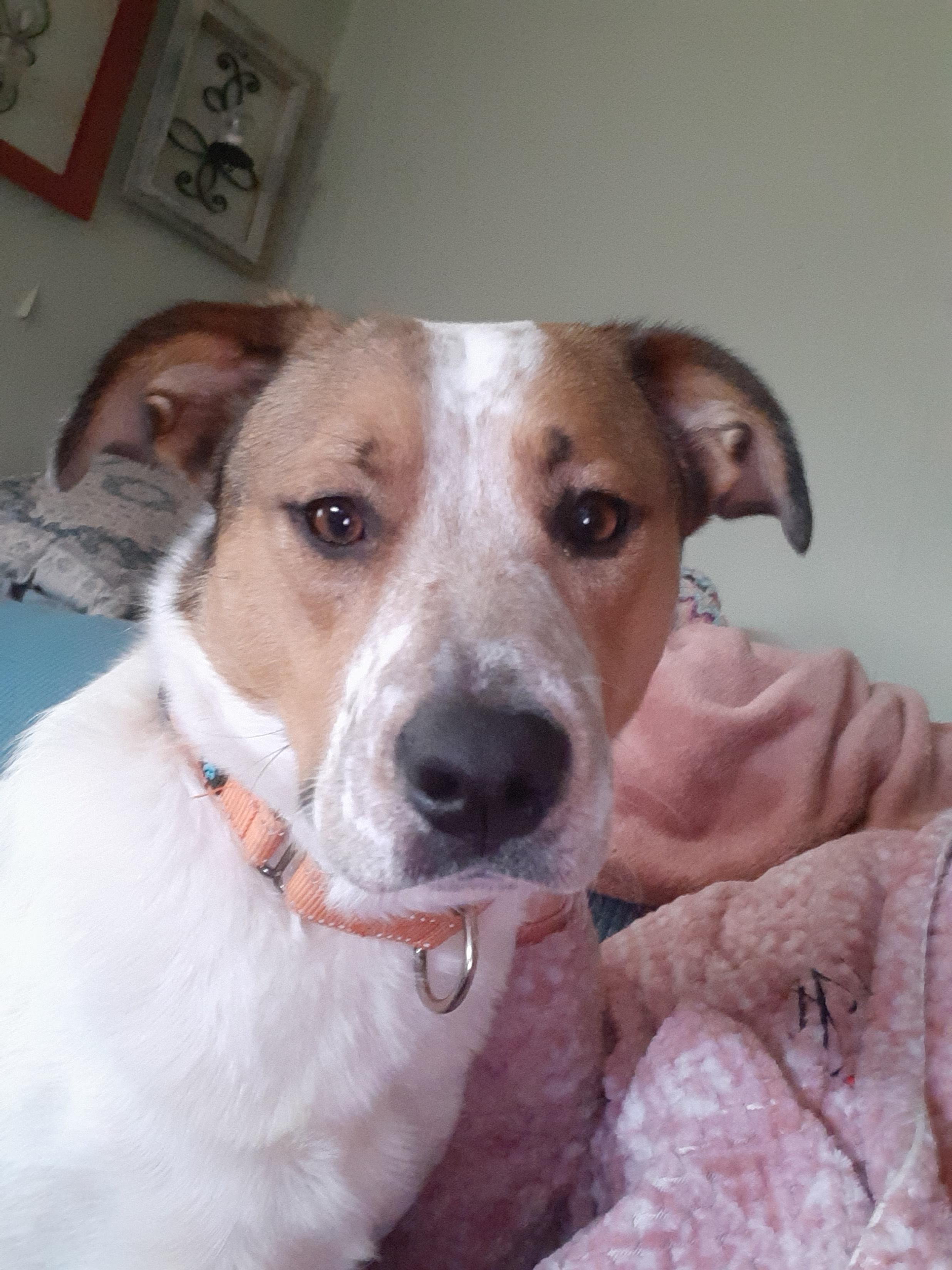 Gracie - NH