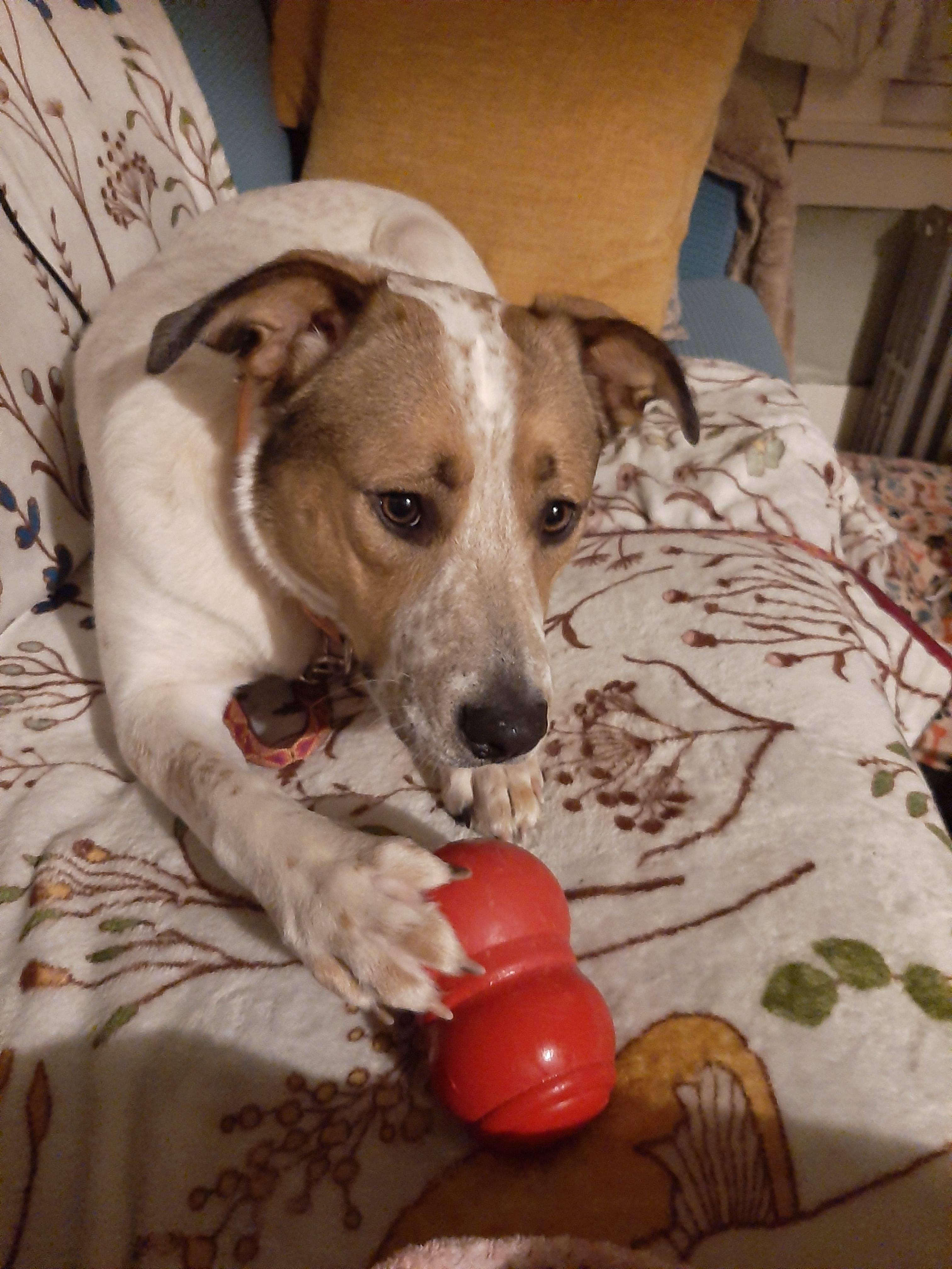 Gracie - NH