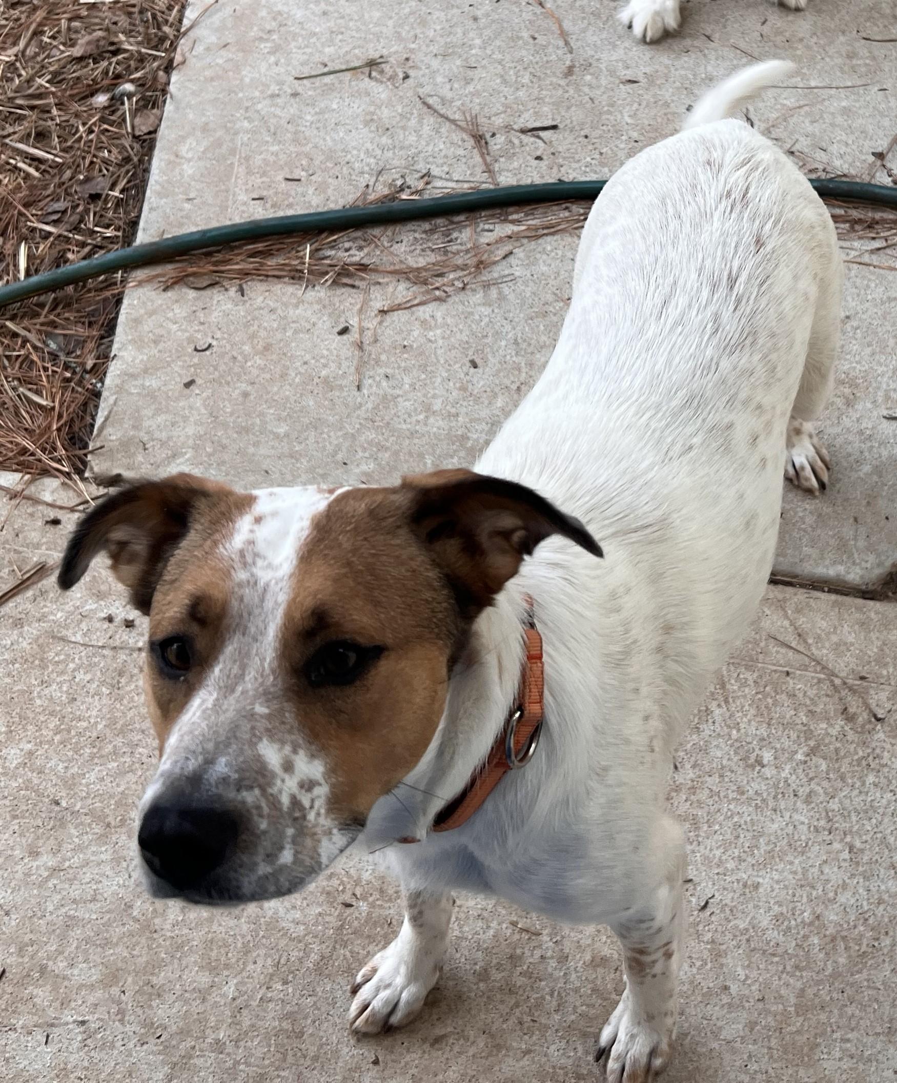 Gracie - NH