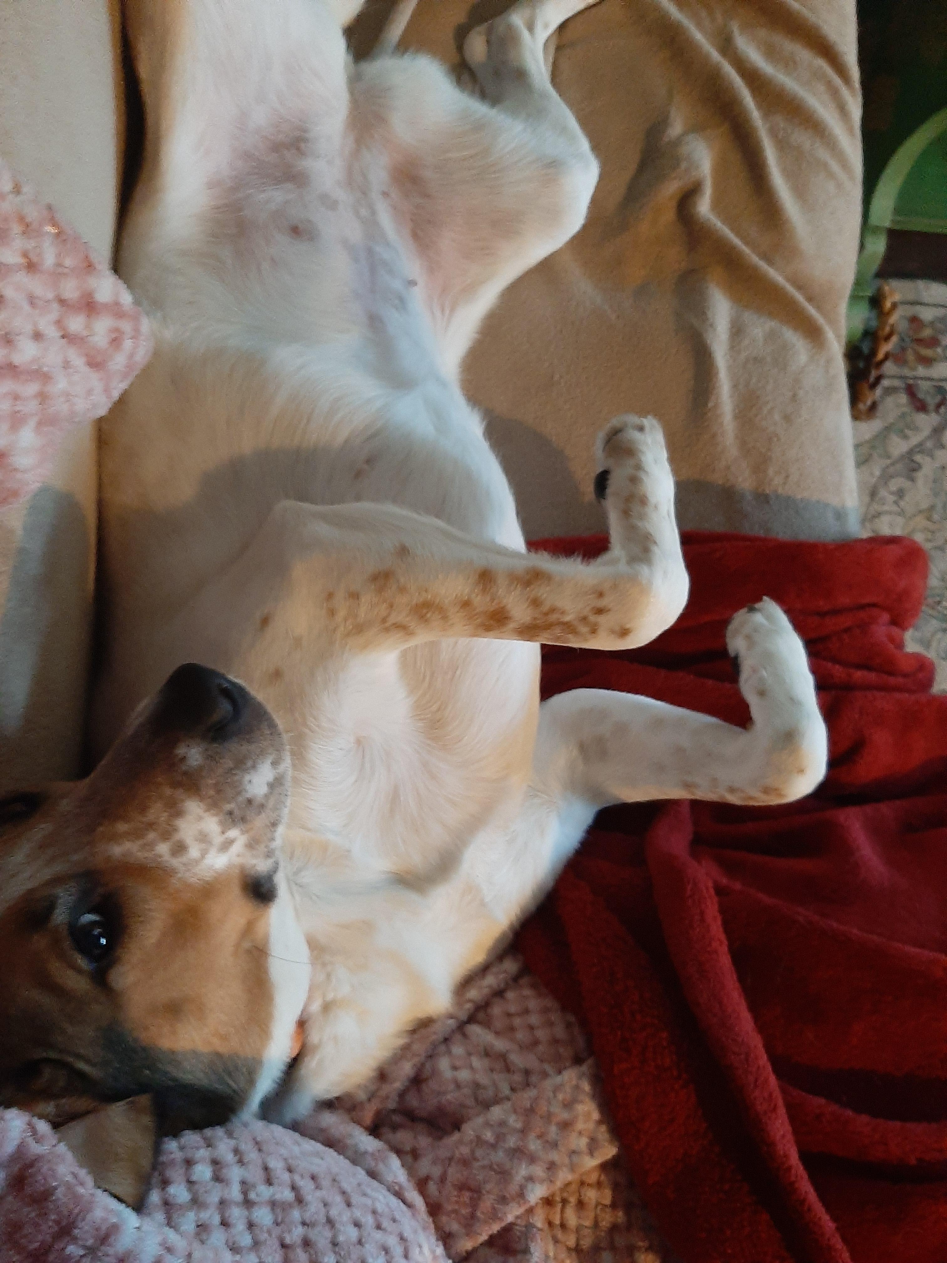 Gracie - NH