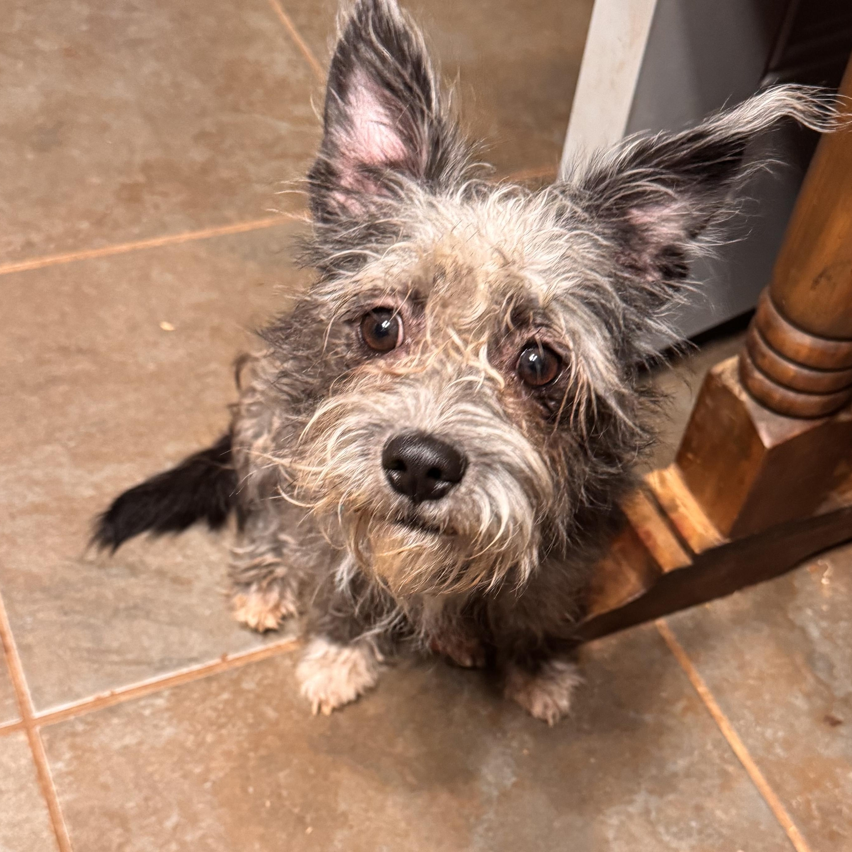 Enlarge Clancy, a ADOPTABLE mixed breed in Yukon, OK image 1/2