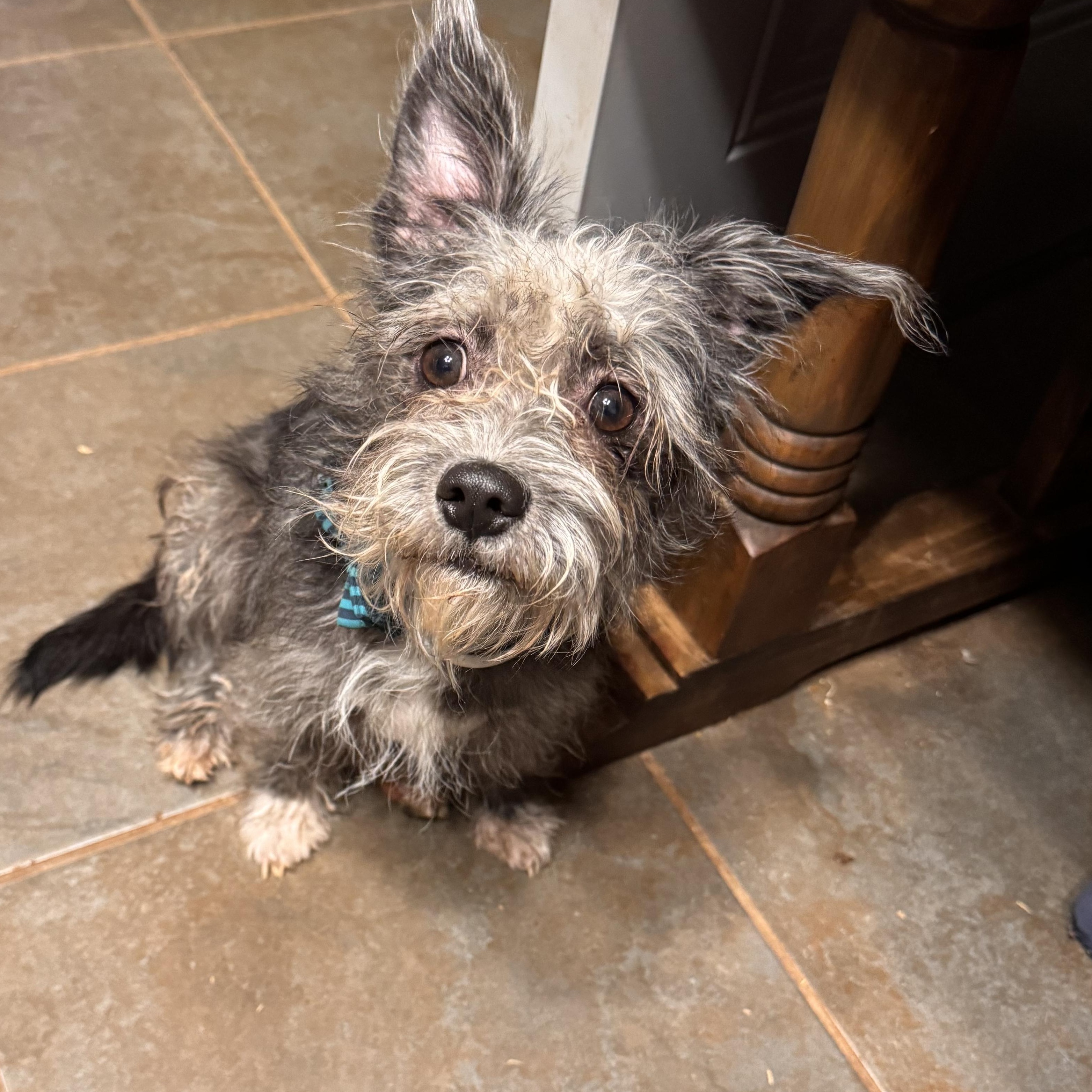Enlarge Clancy, a ADOPTABLE mixed breed in Yukon, OK image 2/2