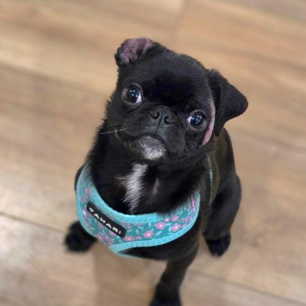 Enlarge Nora, an adopted Pug in Alvin, TX image 1/1