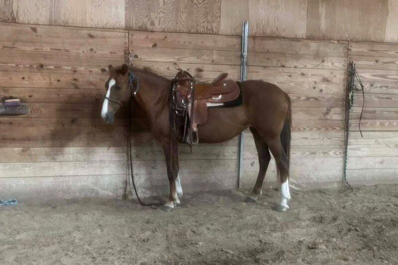 Enlarge Eliana, a Adoptable Mustang in Scotland, SD image 1/6