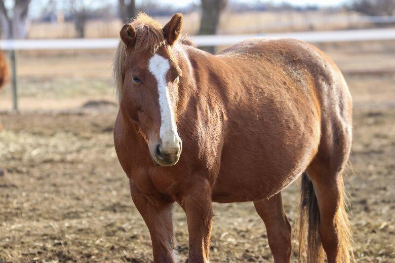 Enlarge Eliana, a Adoptable Mustang in Scotland, SD image 2/6
