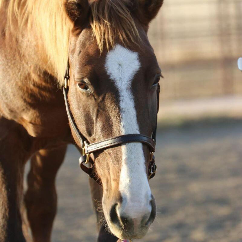 Enlarge Eliana, a Adoptable Mustang in Scotland, SD image 3/6