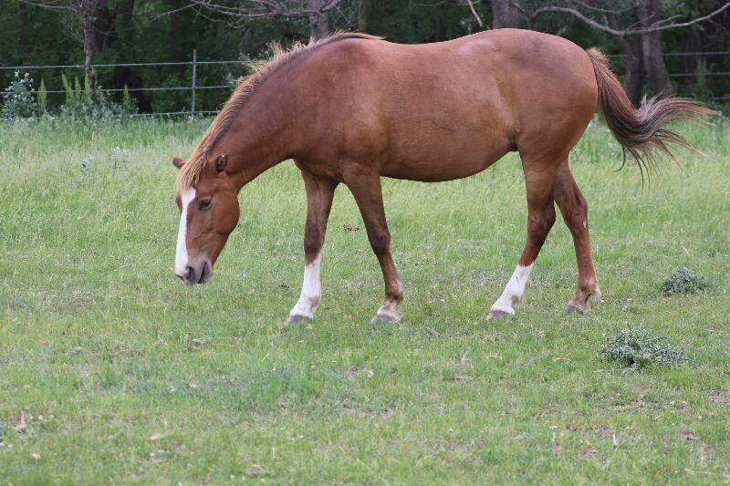 Enlarge Eliana, a Adoptable Mustang in Scotland, SD image 4/6