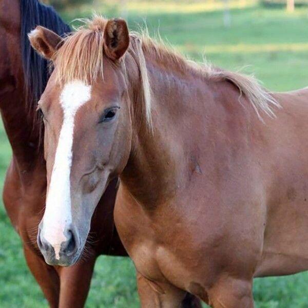 Enlarge Eliana, a Adoptable Mustang in Scotland, SD image 5/6