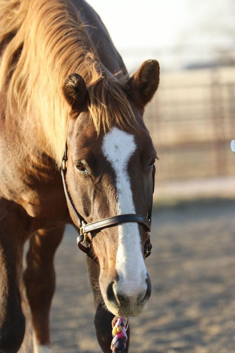 Enlarge Eliana, a Adoptable Mustang in Scotland, SD image 6/6