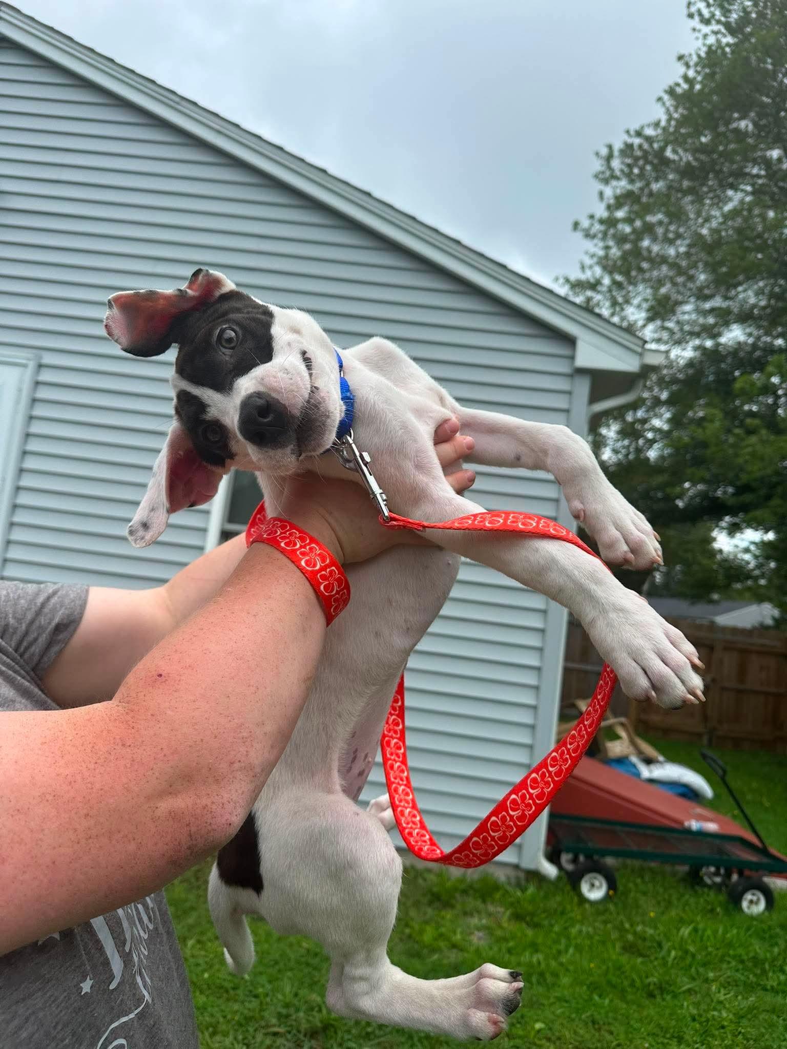 Enlarge Lola, a ADOPTABLE mixed breed in Griswold, CT image 3/5