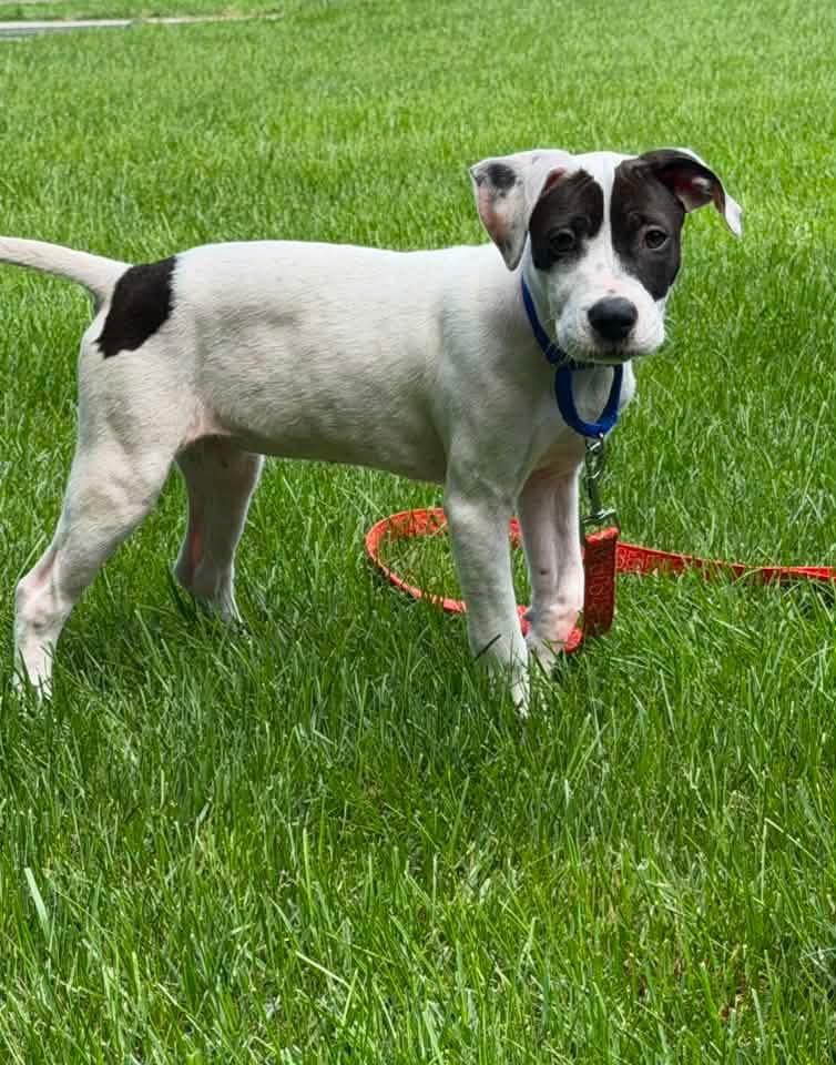 Enlarge Lola, a ADOPTABLE mixed breed in Griswold, CT image 4/5