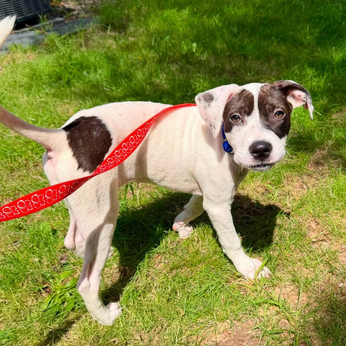 Enlarge Lola, a ADOPTABLE mixed breed in Griswold, CT image 2/5