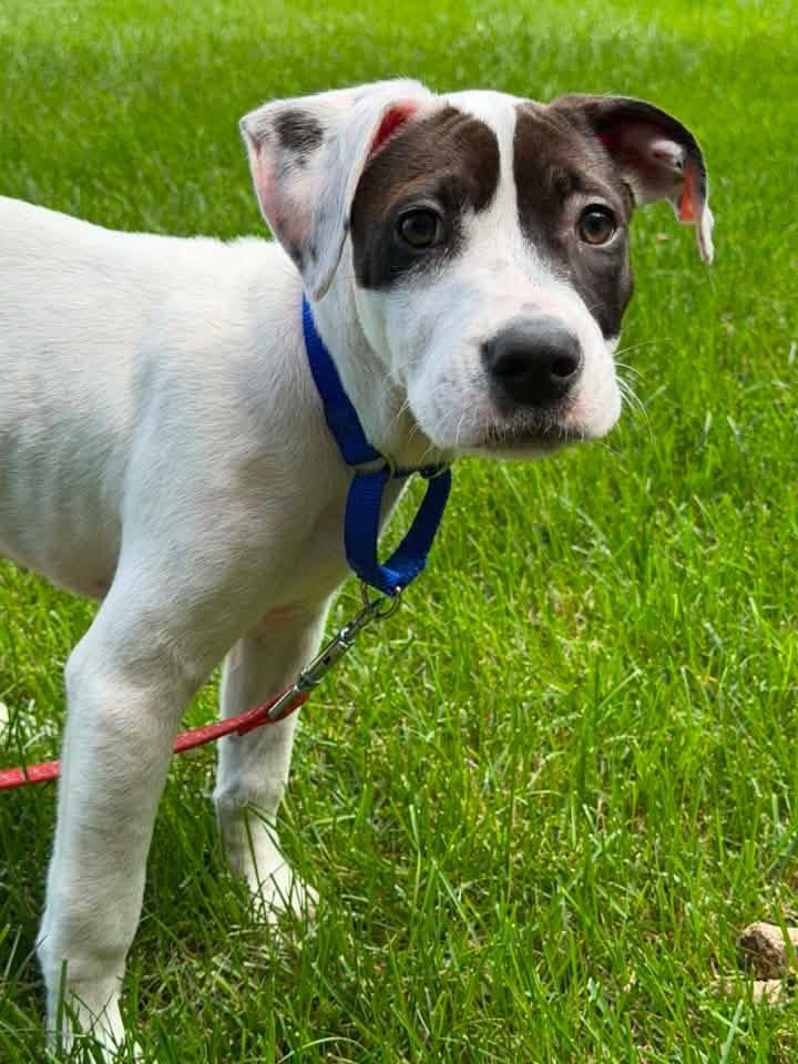 Enlarge Lola, a ADOPTABLE mixed breed in Griswold, CT image 1/5
