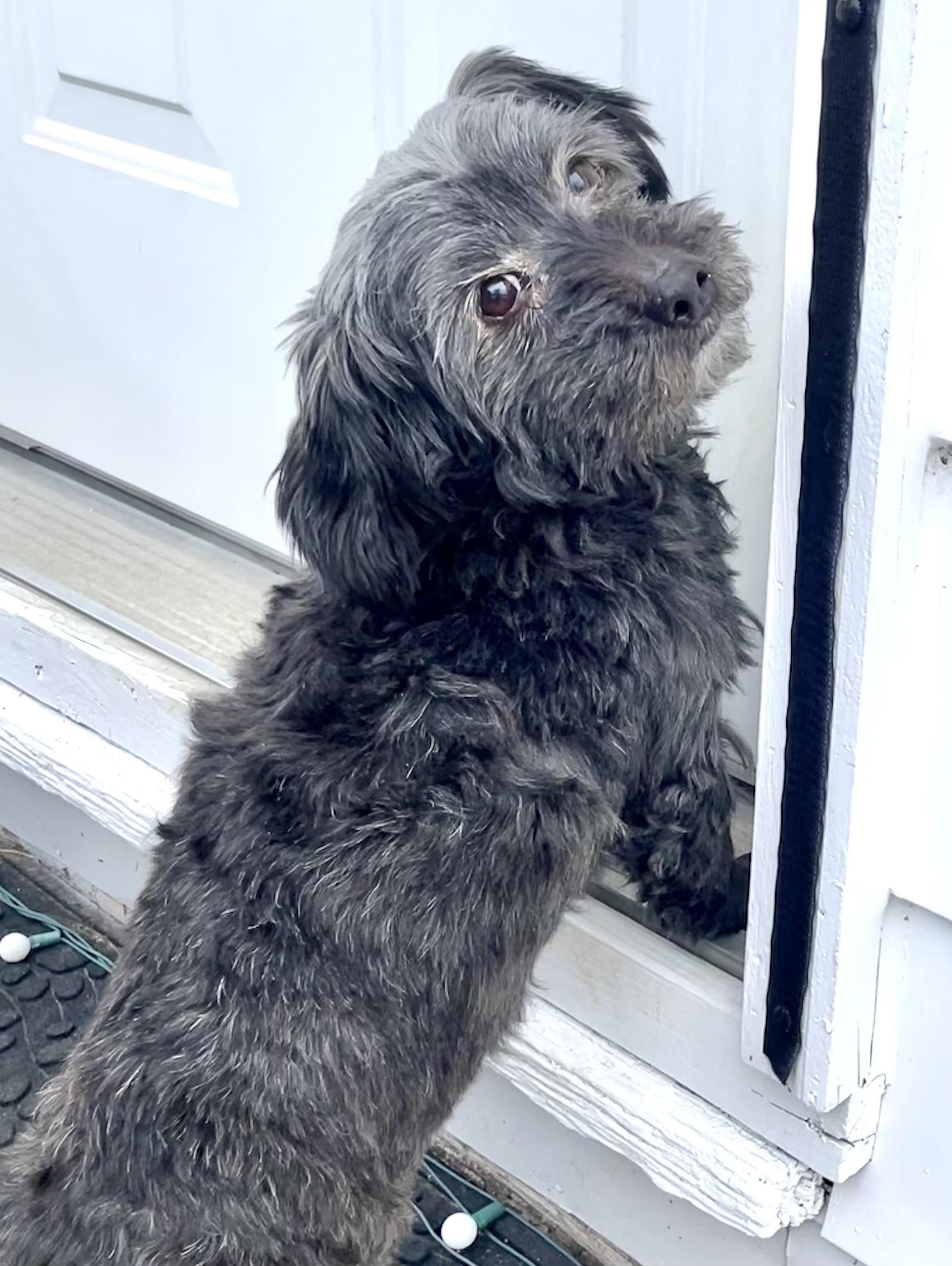 Enlarge Sawyer, a Adoptable mixed breed in Bradfordwoods, PA image 2/6